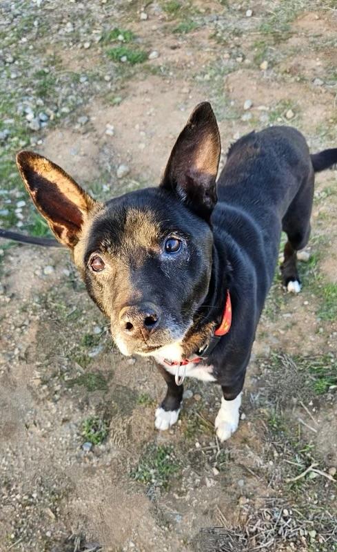 JETT, a Adoptable German Shepherd Dog in Graham , WA image 4/6