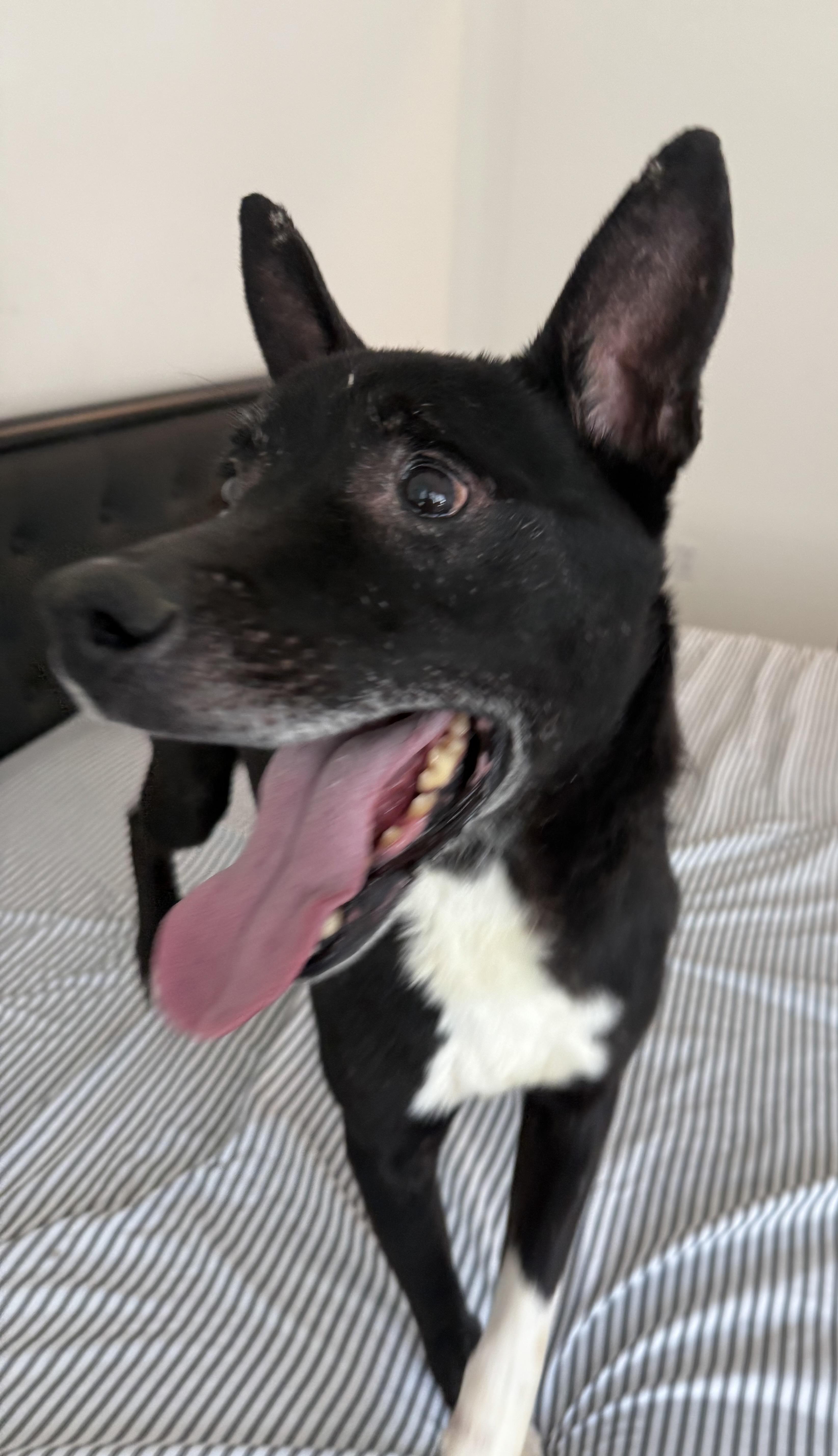 JETT, a Adoptable German Shepherd Dog in Graham , WA image 3/6