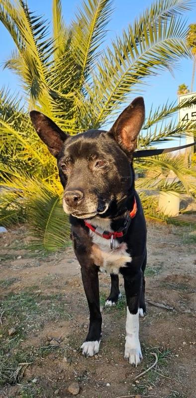 JETT, a Adoptable German Shepherd Dog in Graham , WA image 5/6