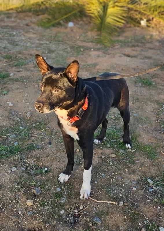 JETT, a Adoptable German Shepherd Dog in Graham , WA image 6/6