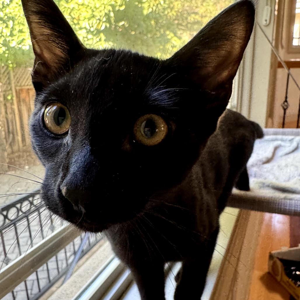 Cobalt (Coby), a Adoptable Domestic Short Hair in Morgan Hill, CA image 2/6