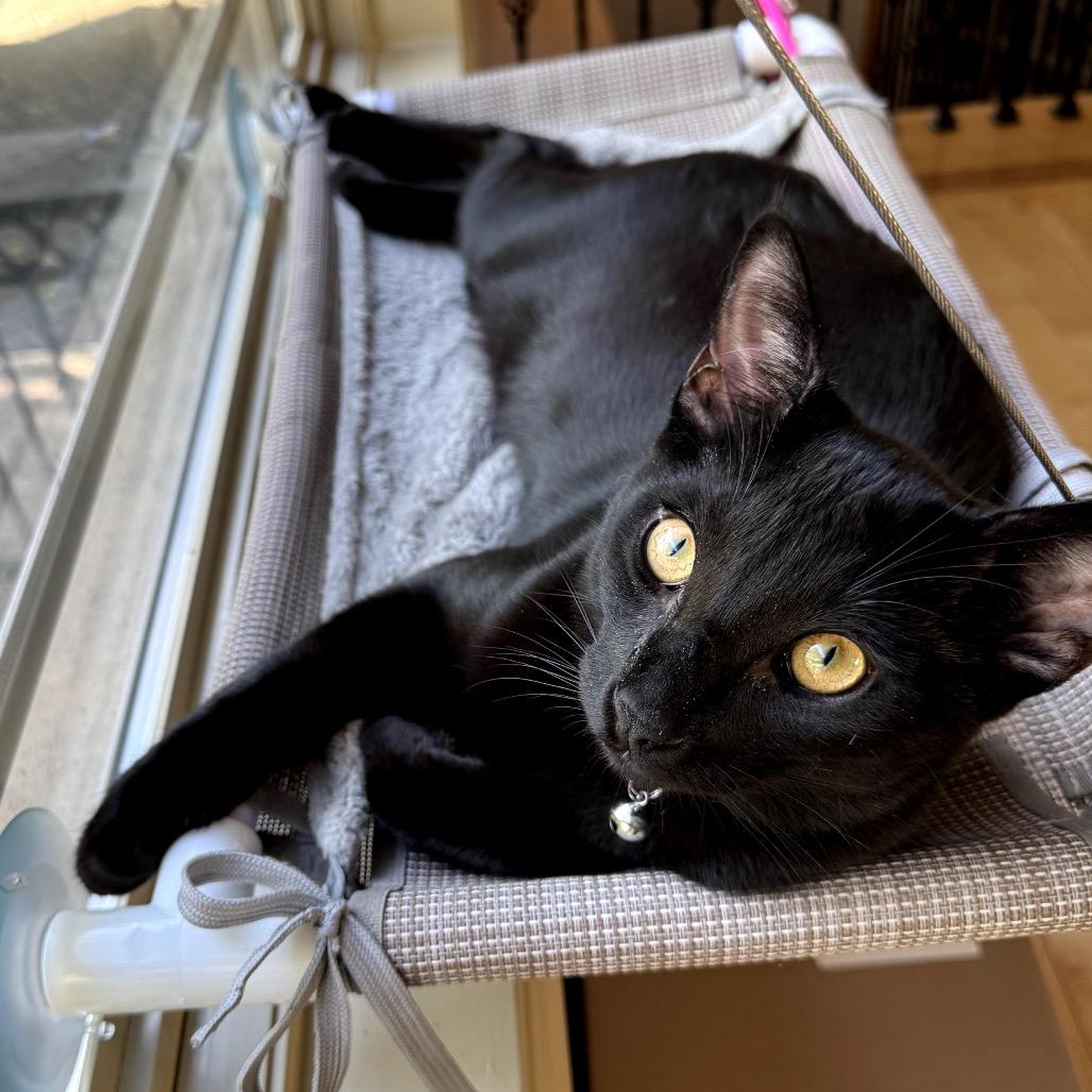 Cobalt (Coby), a Adoptable Domestic Short Hair in Morgan Hill, CA image 5/6