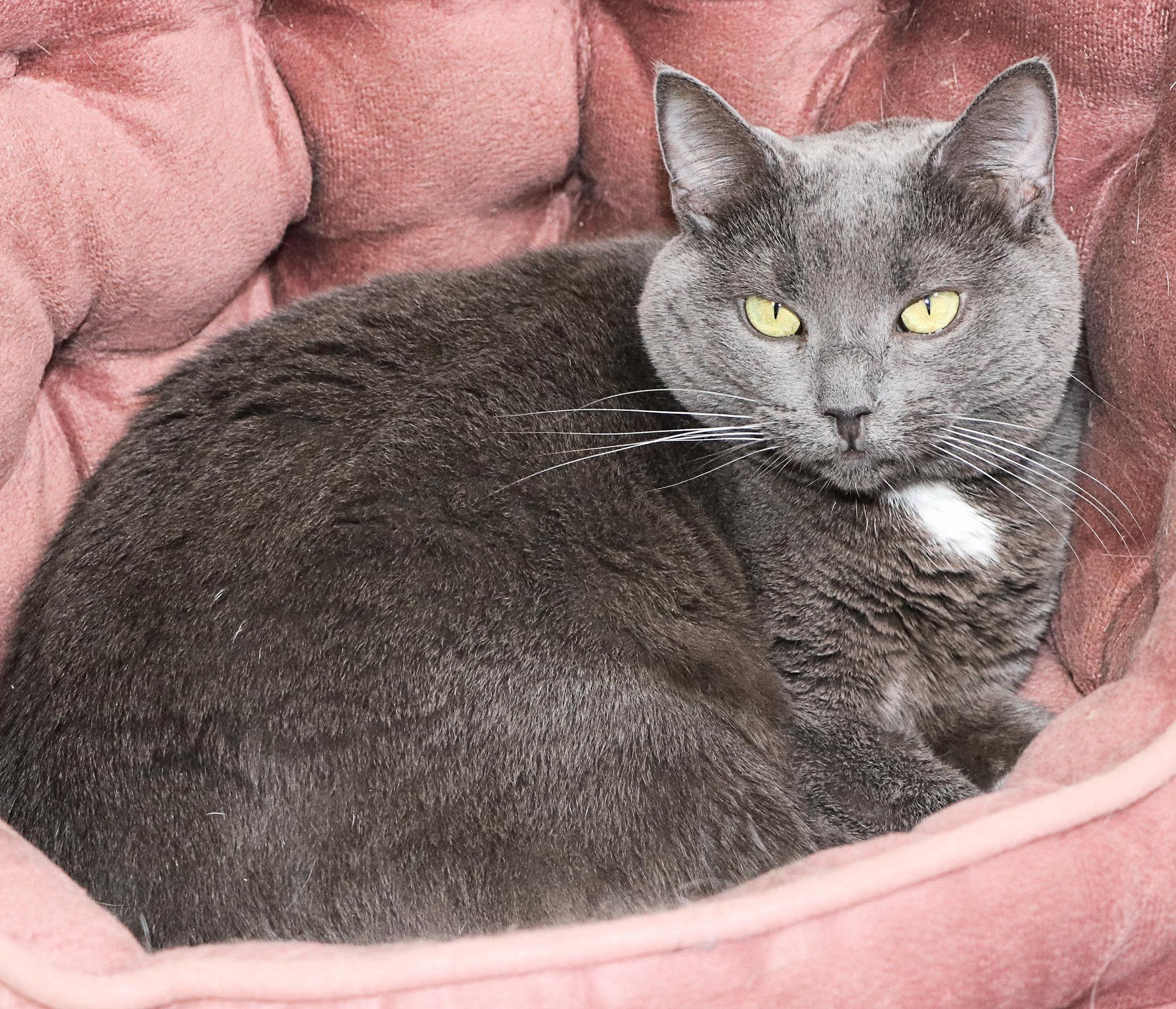 Enlarge Mouse, a Adoptable Domestic Short Hair in Cincinnati, OH image 2/3