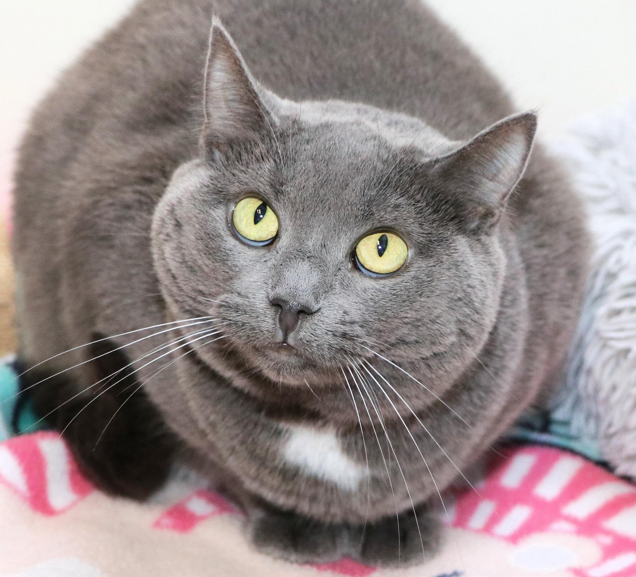 Enlarge Mouse, a Adoptable Domestic Short Hair in Cincinnati, OH image 1/3