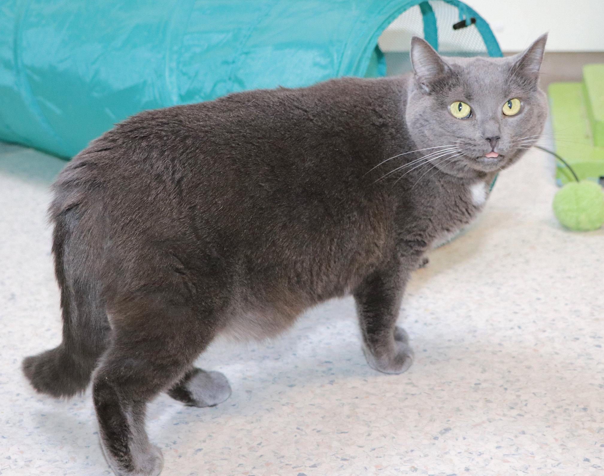 Enlarge Mouse, a Adoptable Domestic Short Hair in Cincinnati, OH image 3/3