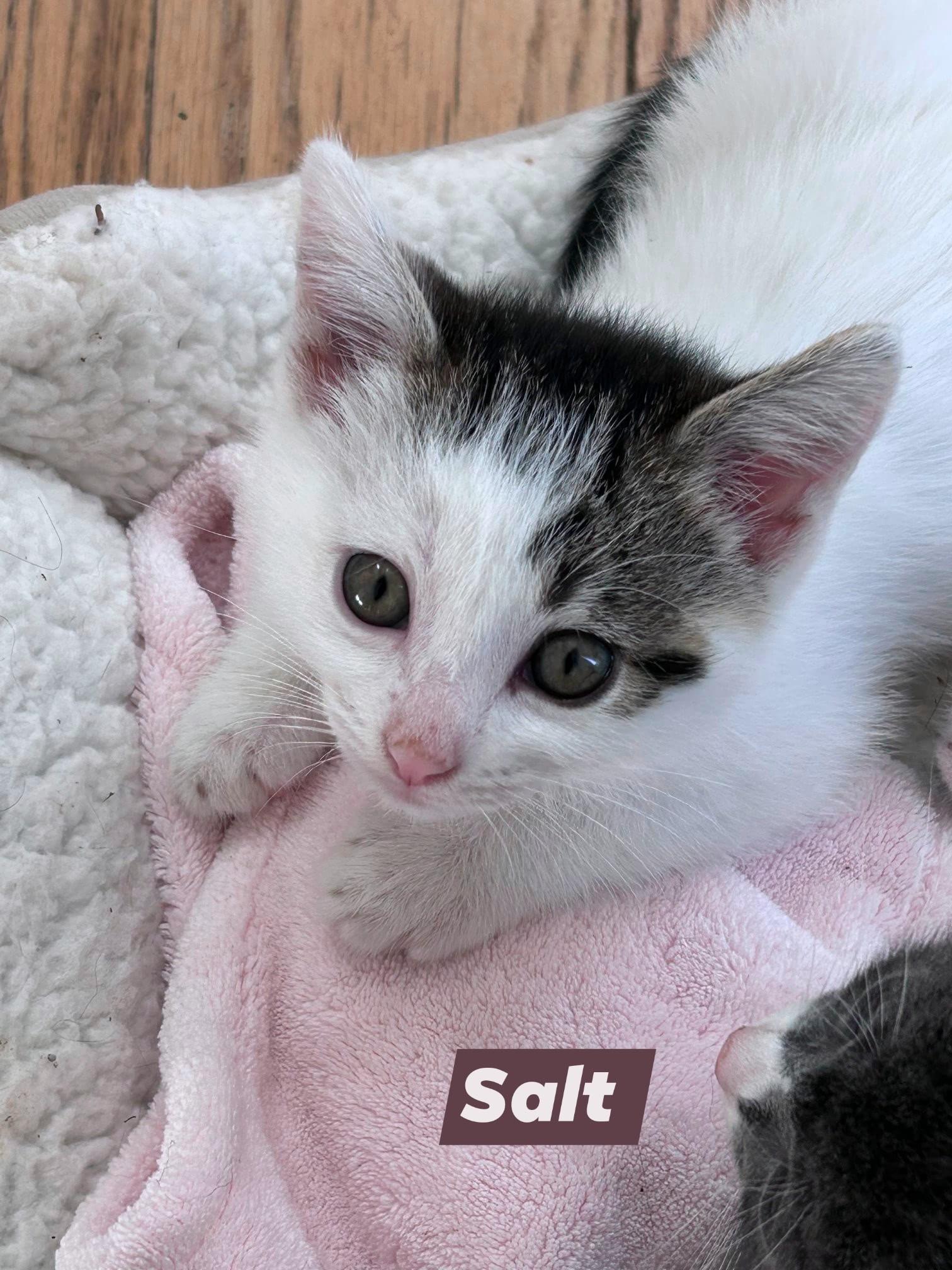 salt, Adoptable, Kitten Female Domestic Short Hair.