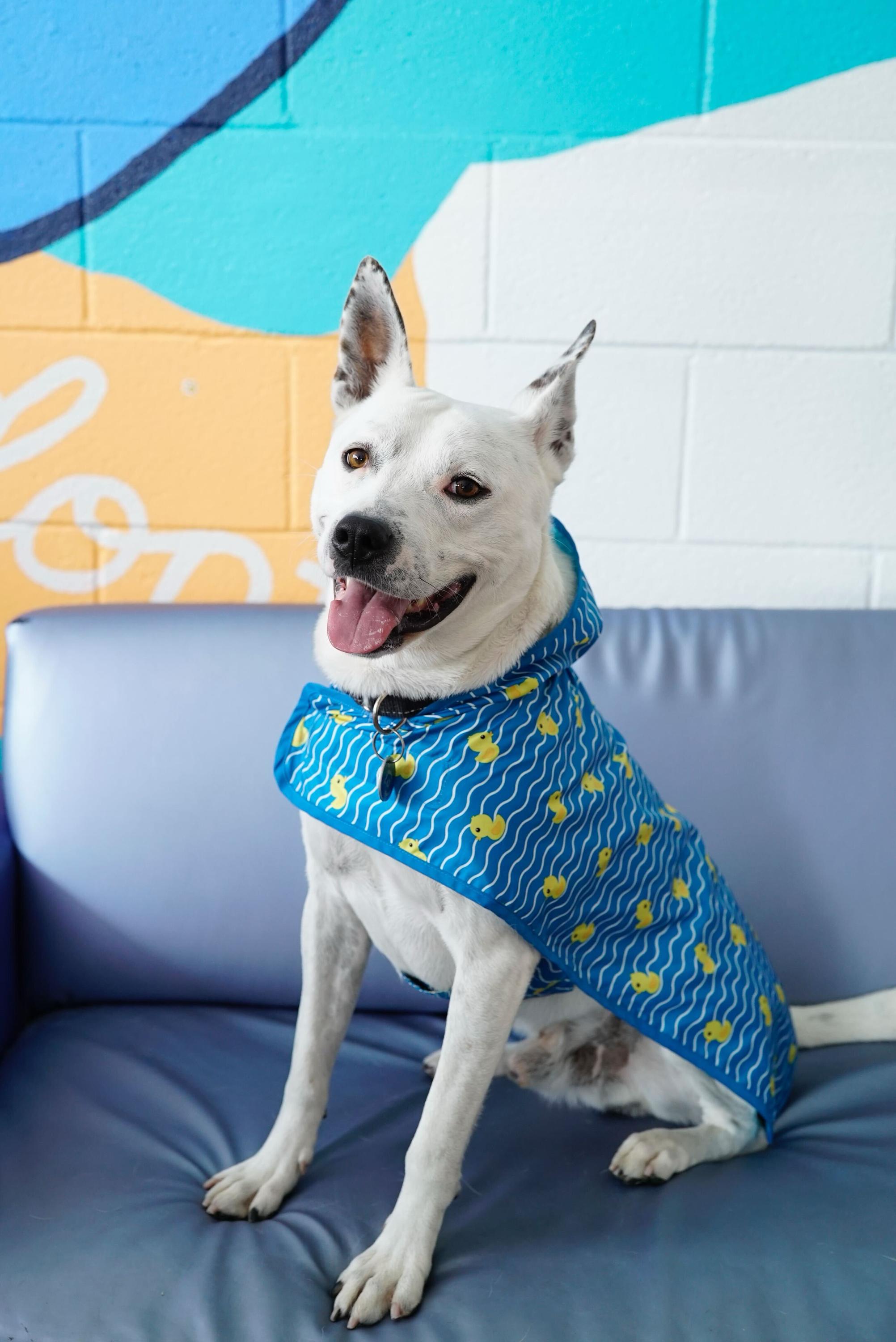 Enlarge Andrew, a Adoptable mixed breed in Pasadena, CA image 3/6