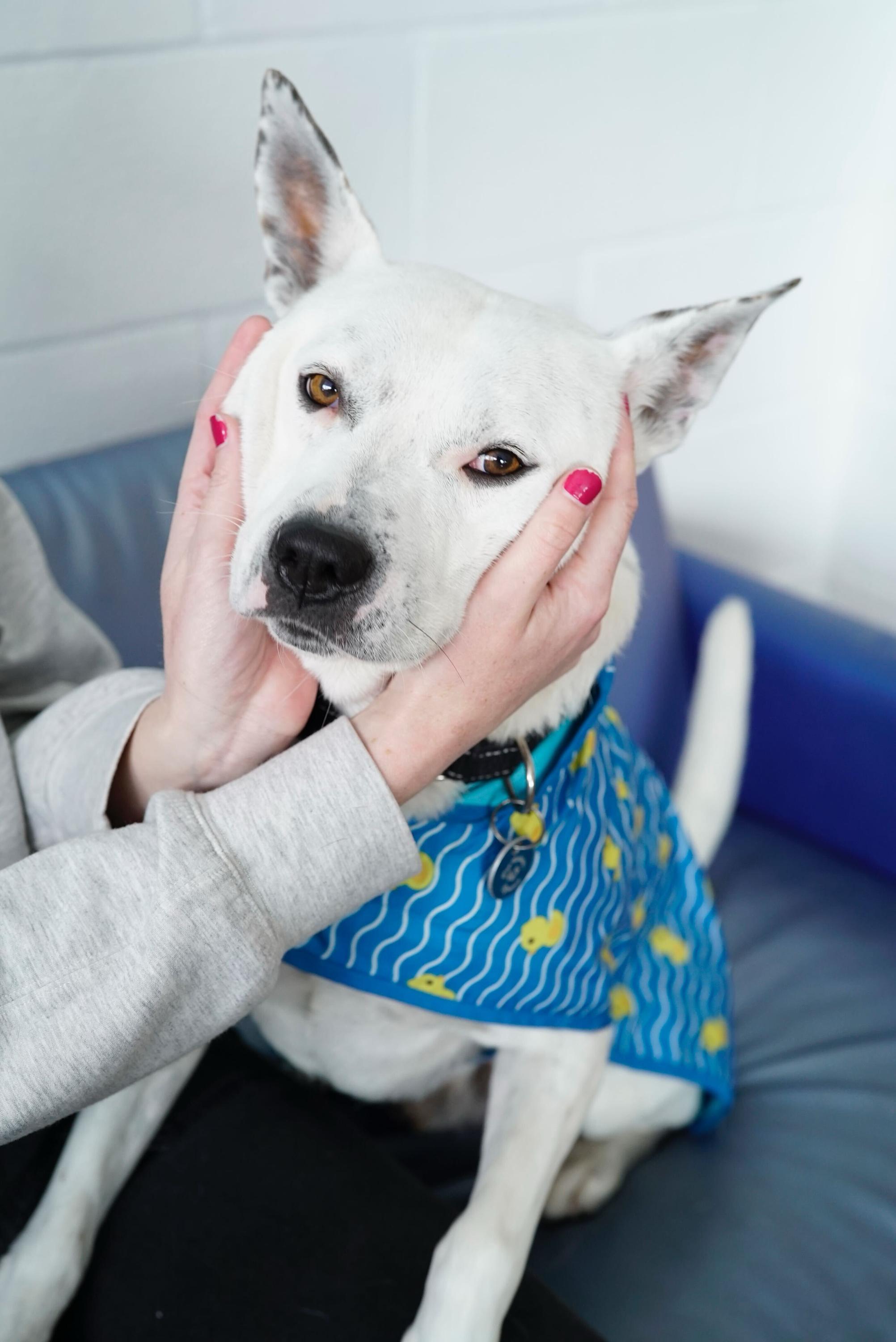 Enlarge Andrew, a Adoptable mixed breed in Pasadena, CA image 5/6