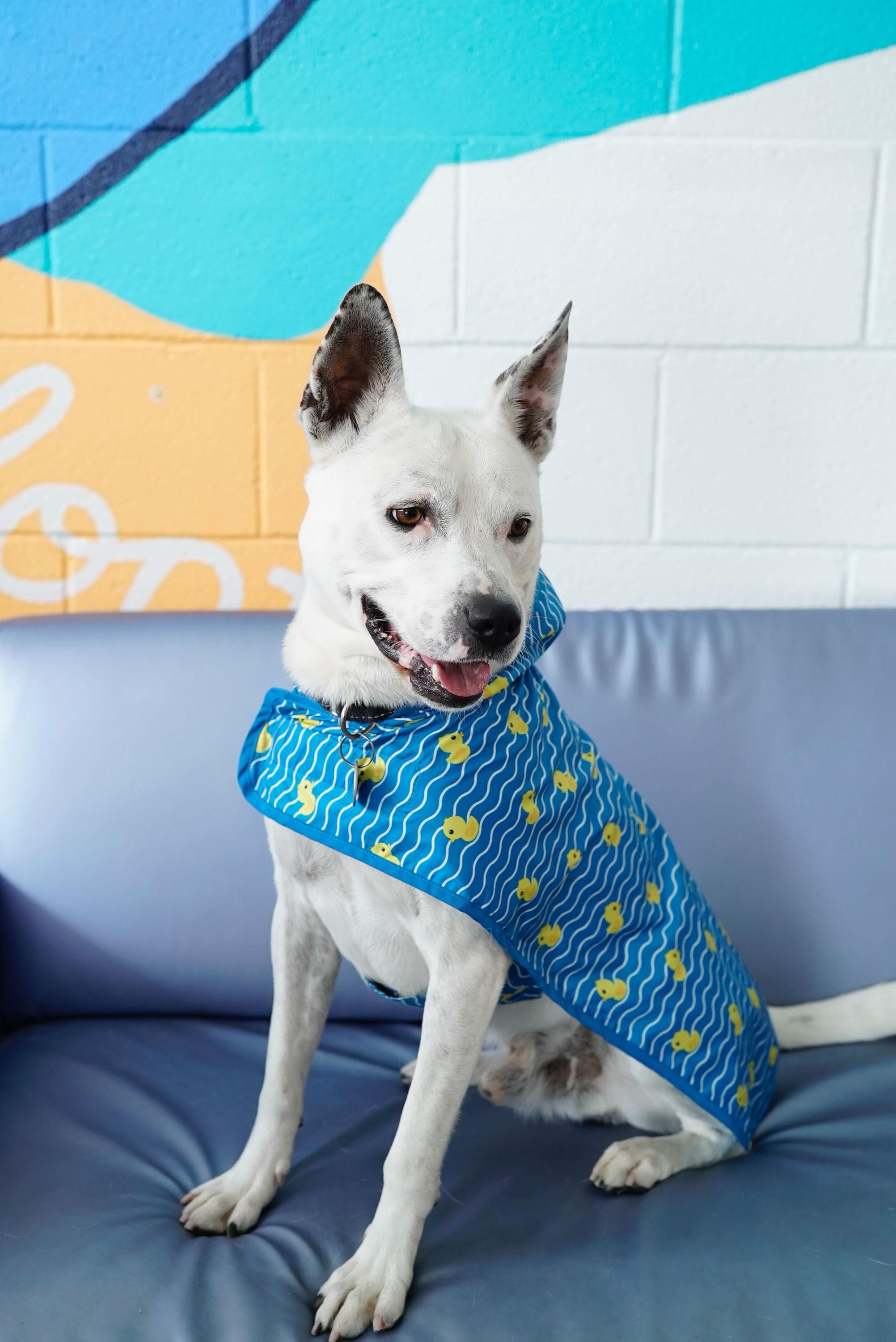 Enlarge Andrew, a Adoptable mixed breed in Pasadena, CA image 4/6