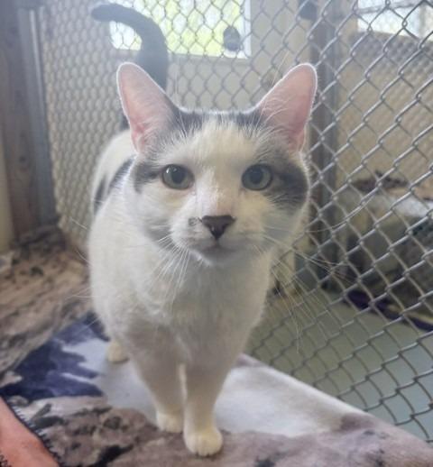 Enlarge Buddy, a Adoptable mixed breed in Ogdensburg, NY image 1/1
