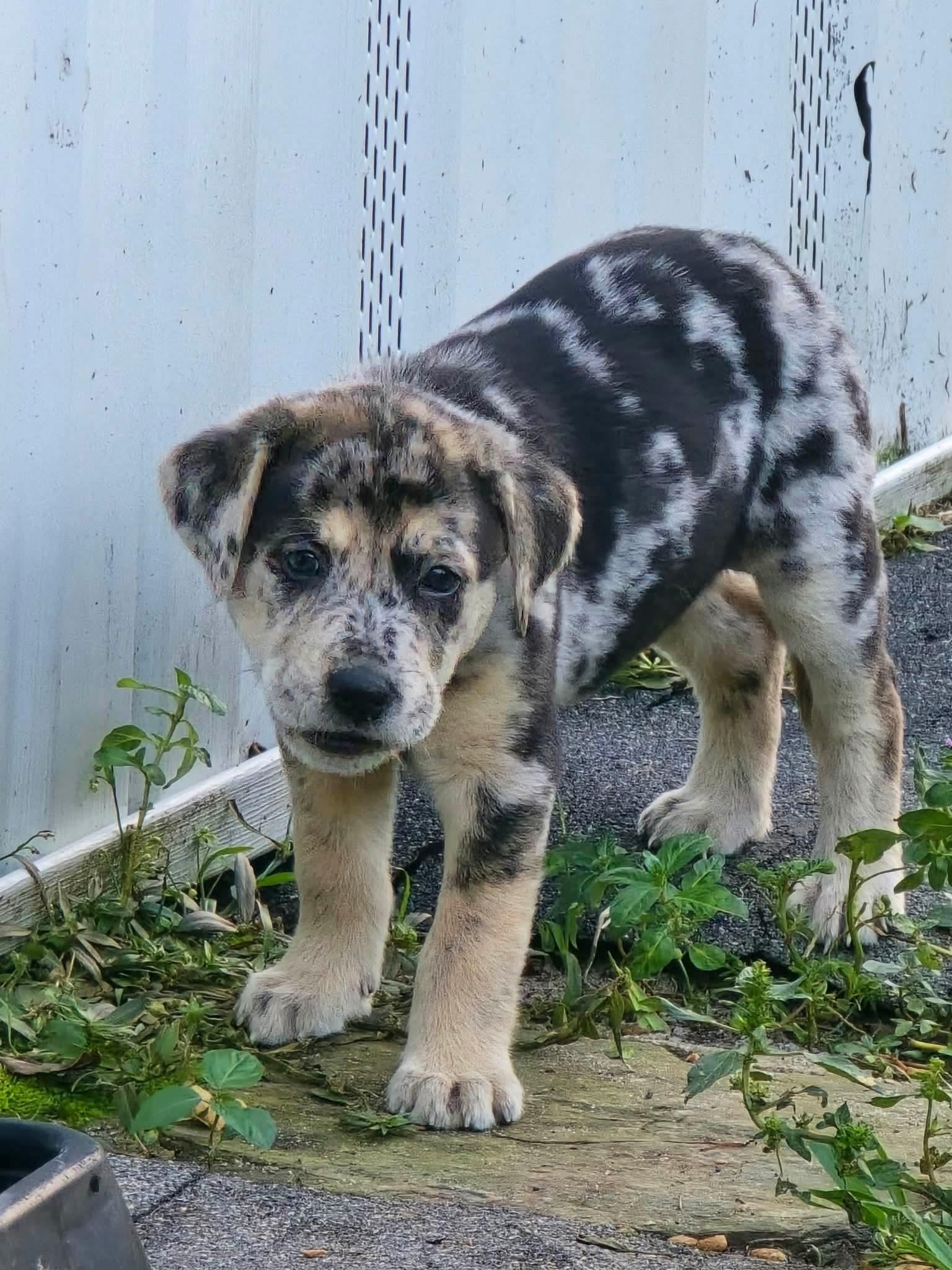Enlarge Kiva, a Adoptable mixed breed in Wando, SC image 3/3