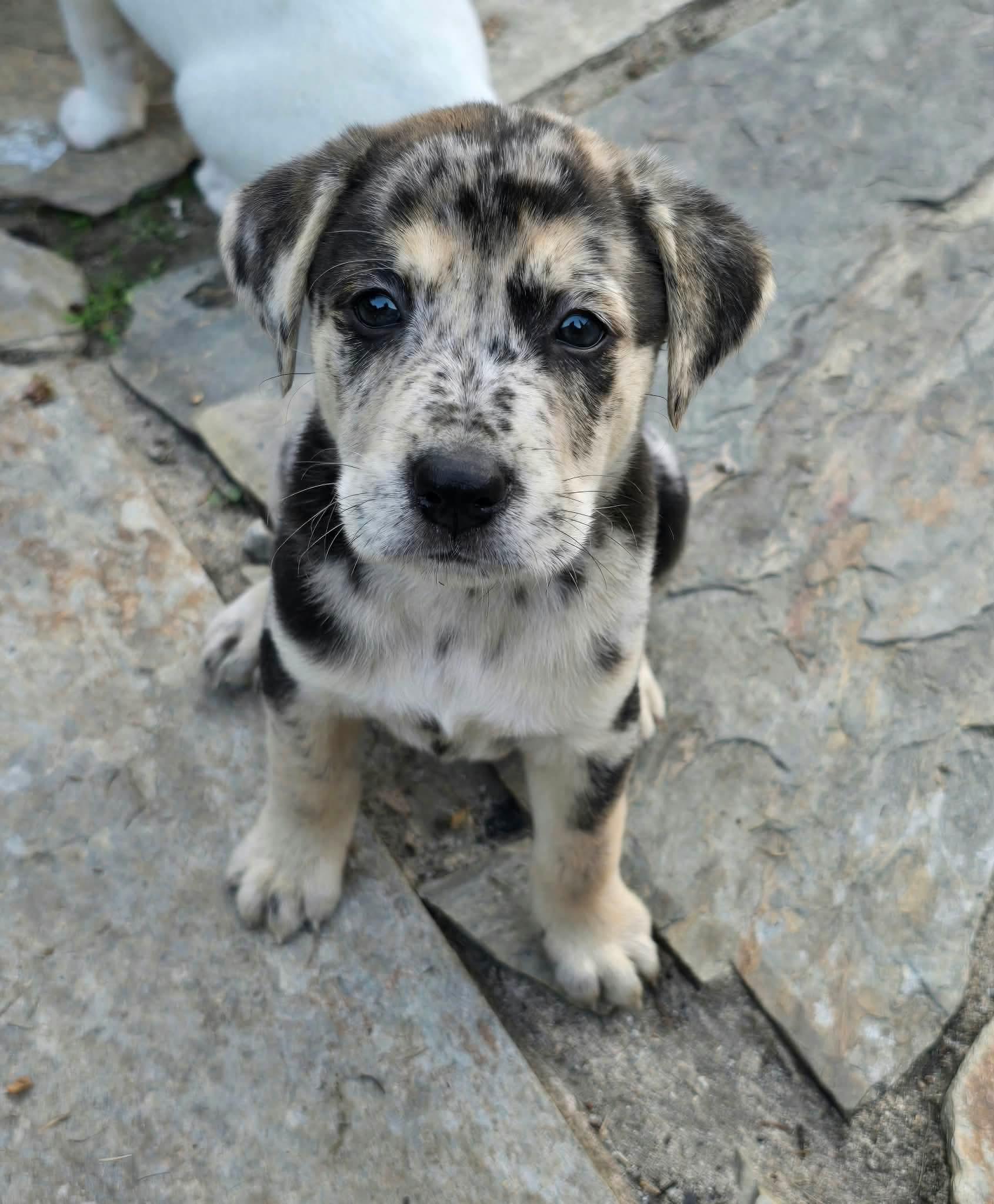 Enlarge Kiva, a Adoptable mixed breed in Wando, SC image 1/3