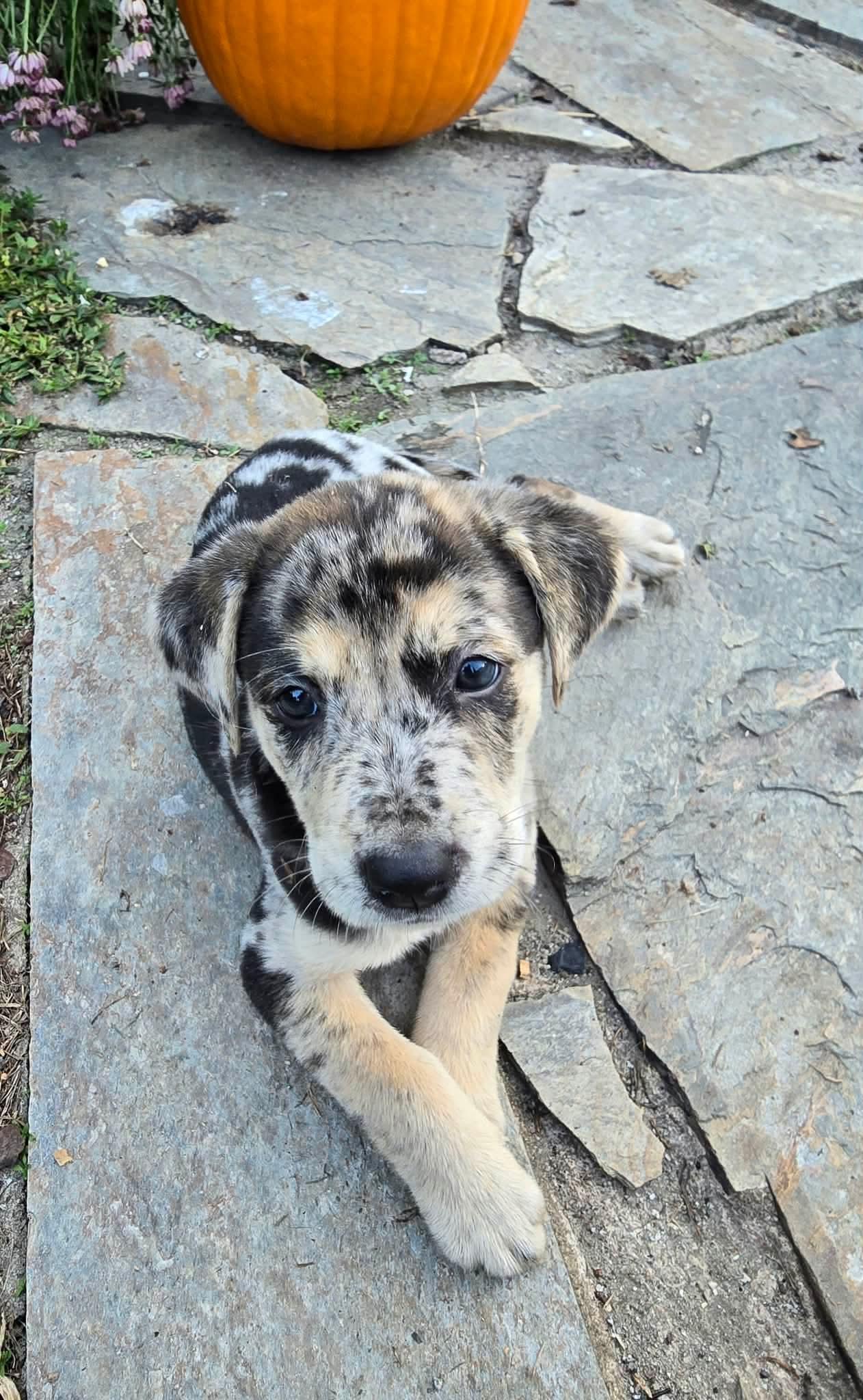 Enlarge Kiva, a Adoptable mixed breed in Wando, SC image 2/3