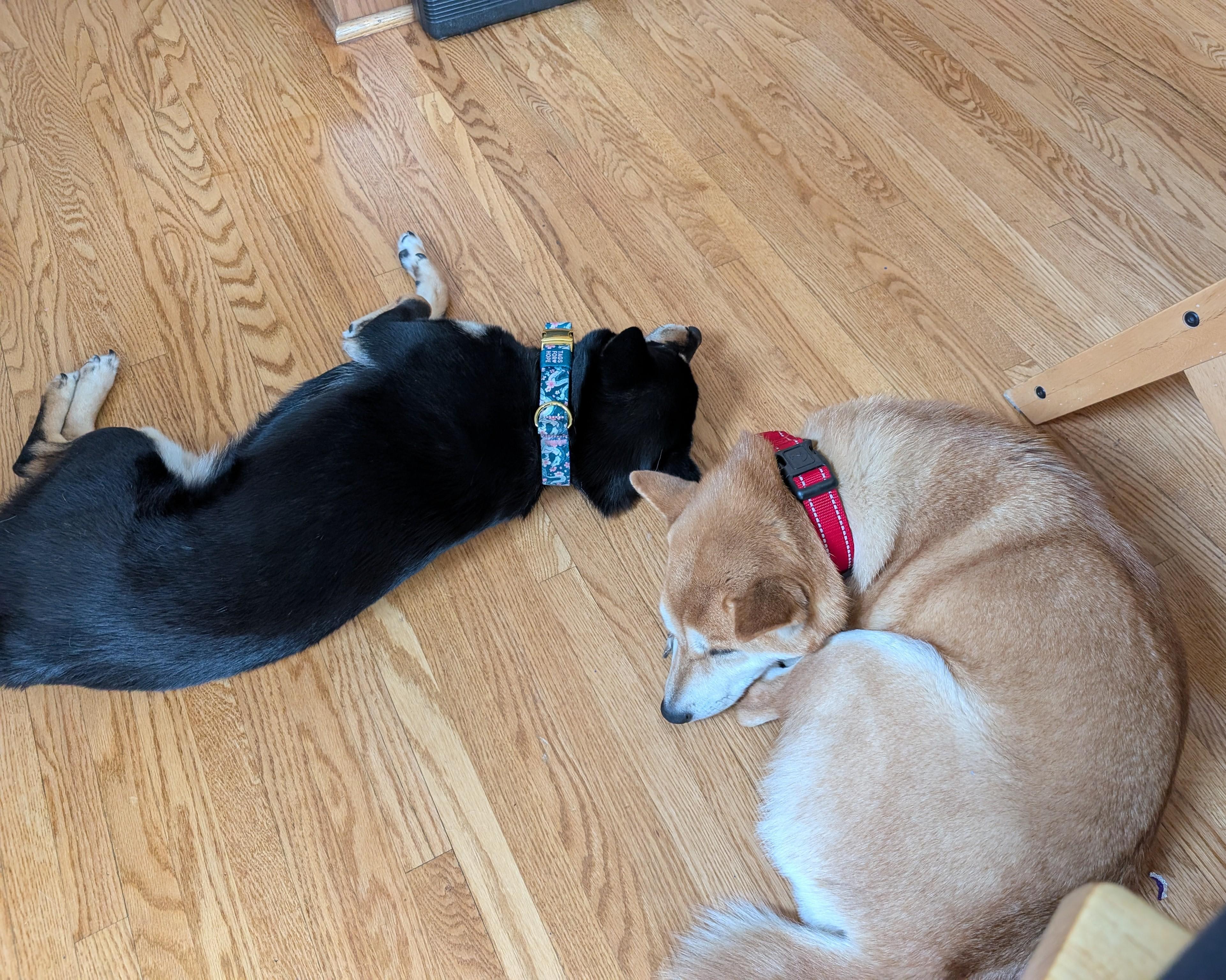 Enlarge Roxy, a ADOPTABLE Shiba Inu in Chicago, IL image 4/6