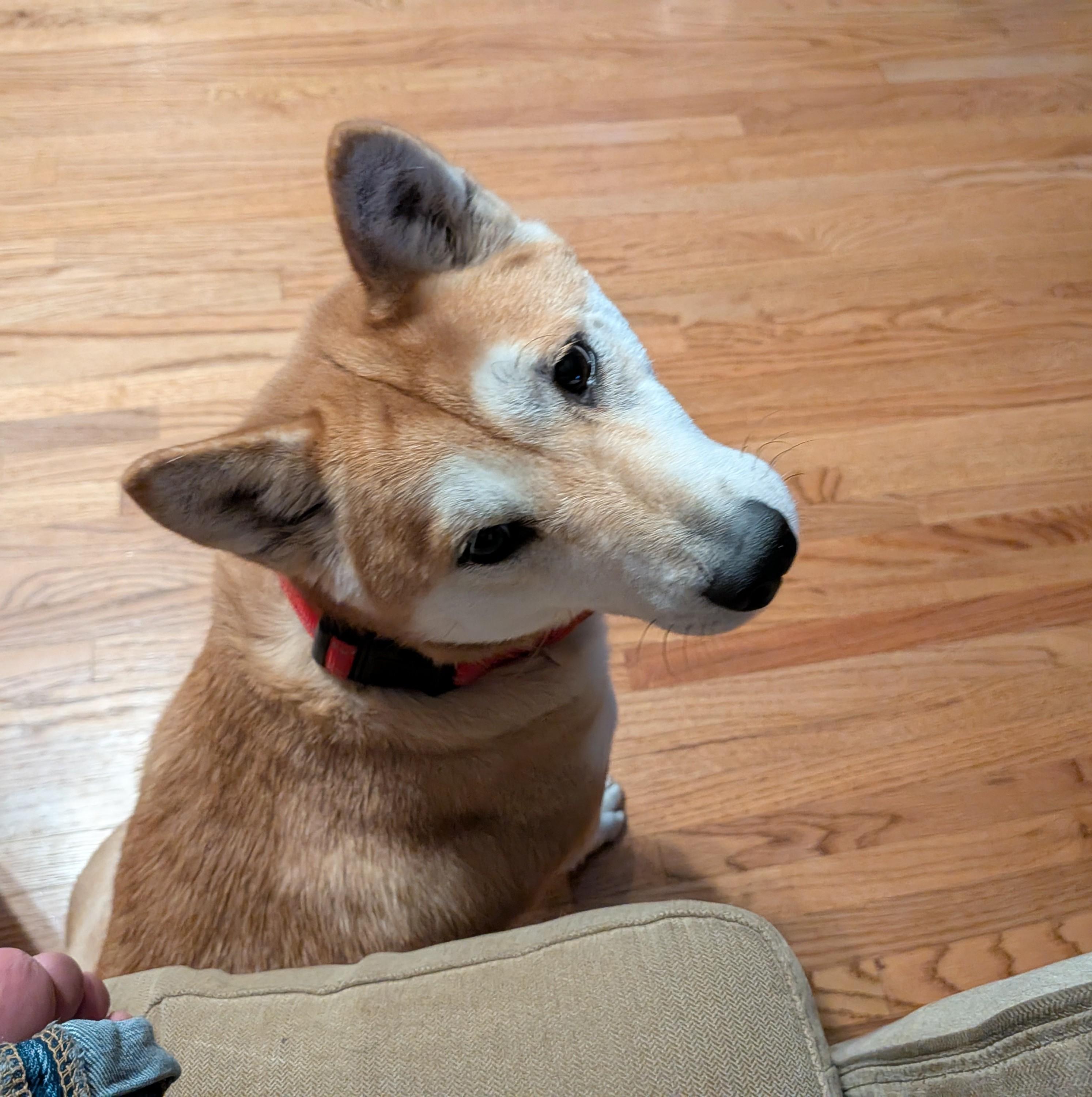 Enlarge Roxy, a ADOPTABLE Shiba Inu in Chicago, IL image 5/6
