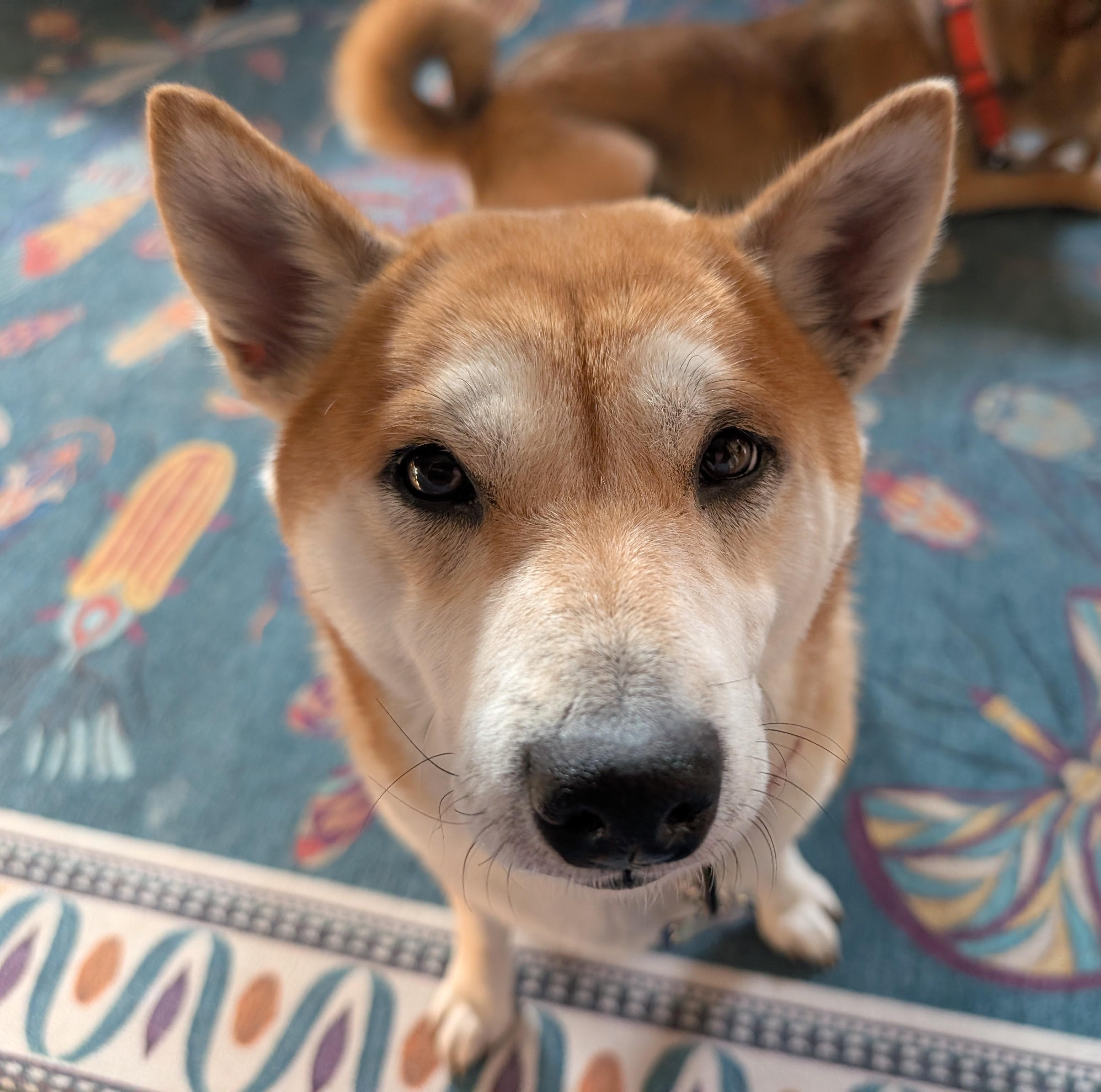 Enlarge Roxy, a ADOPTABLE Shiba Inu in Chicago, IL image 6/6