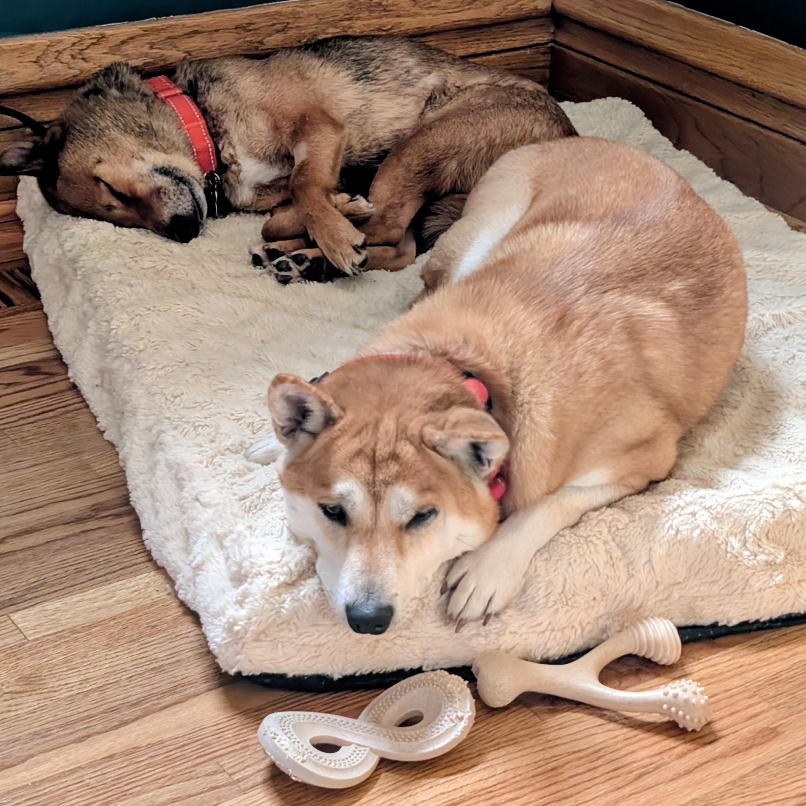 Enlarge Roxy, a ADOPTABLE Shiba Inu in Chicago, IL image 3/6