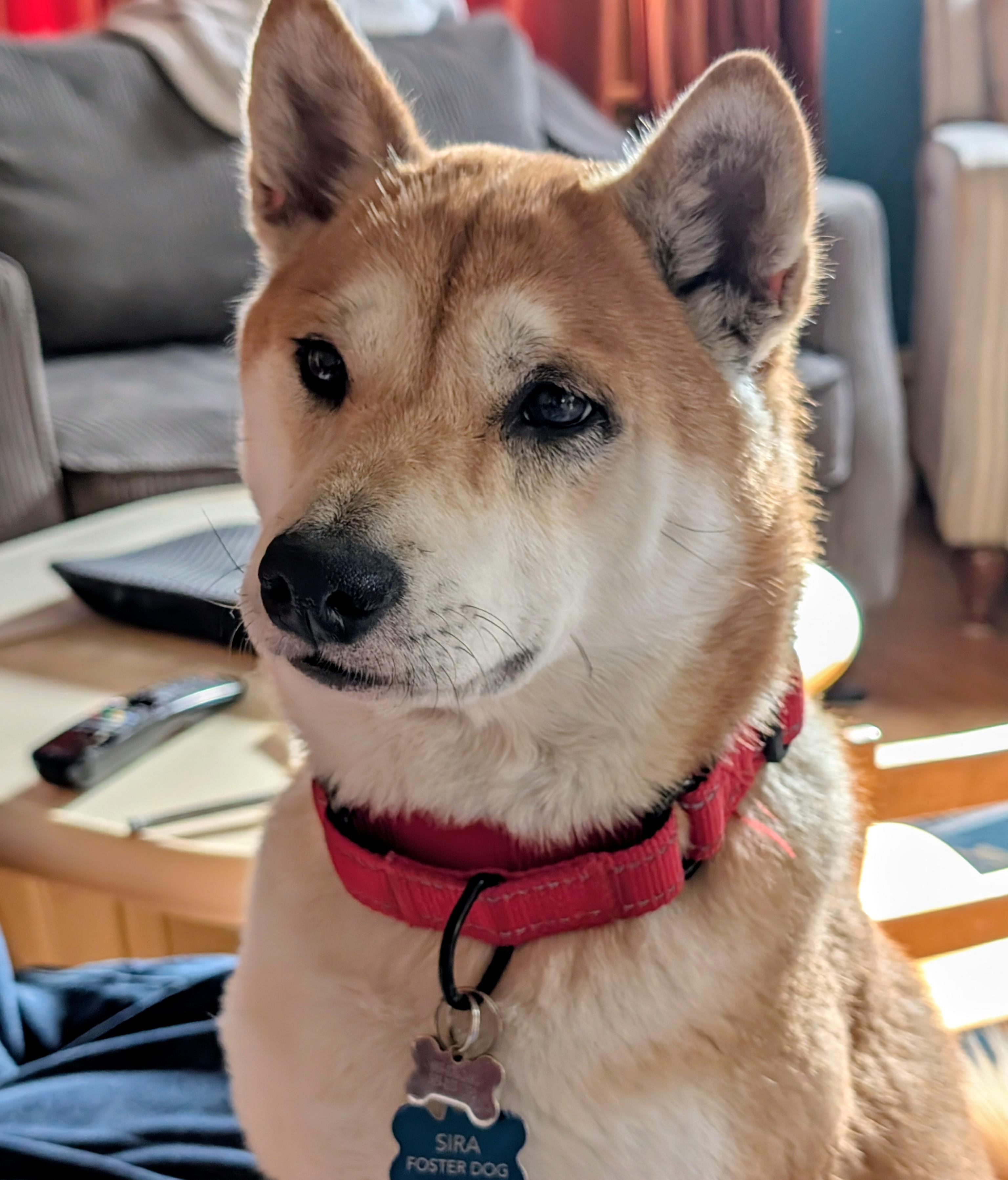 Enlarge Roxy, a ADOPTABLE Shiba Inu in Chicago, IL image 2/6