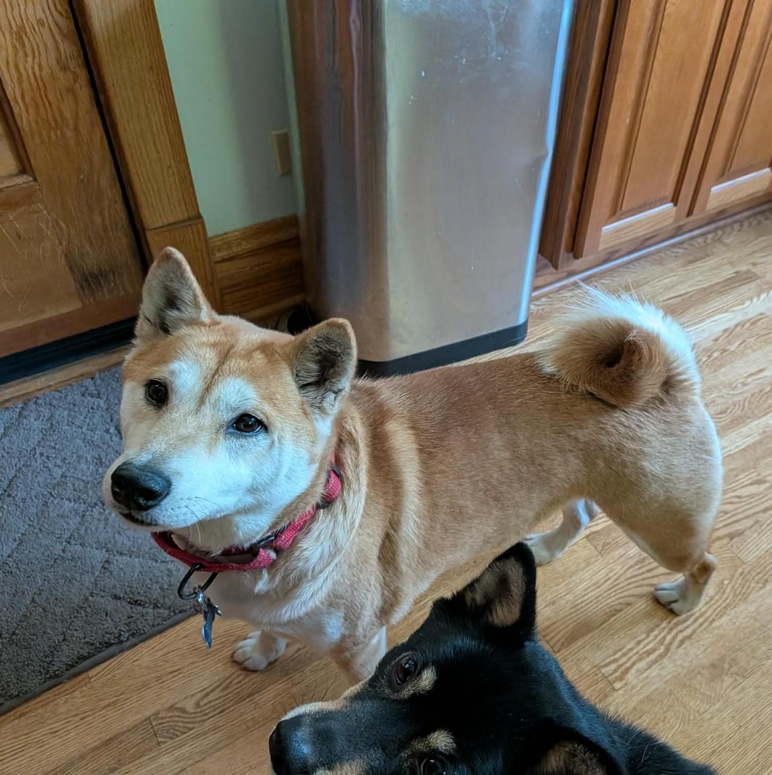 Roxy, ADOPTABLE, Adult Female Shiba Inu.