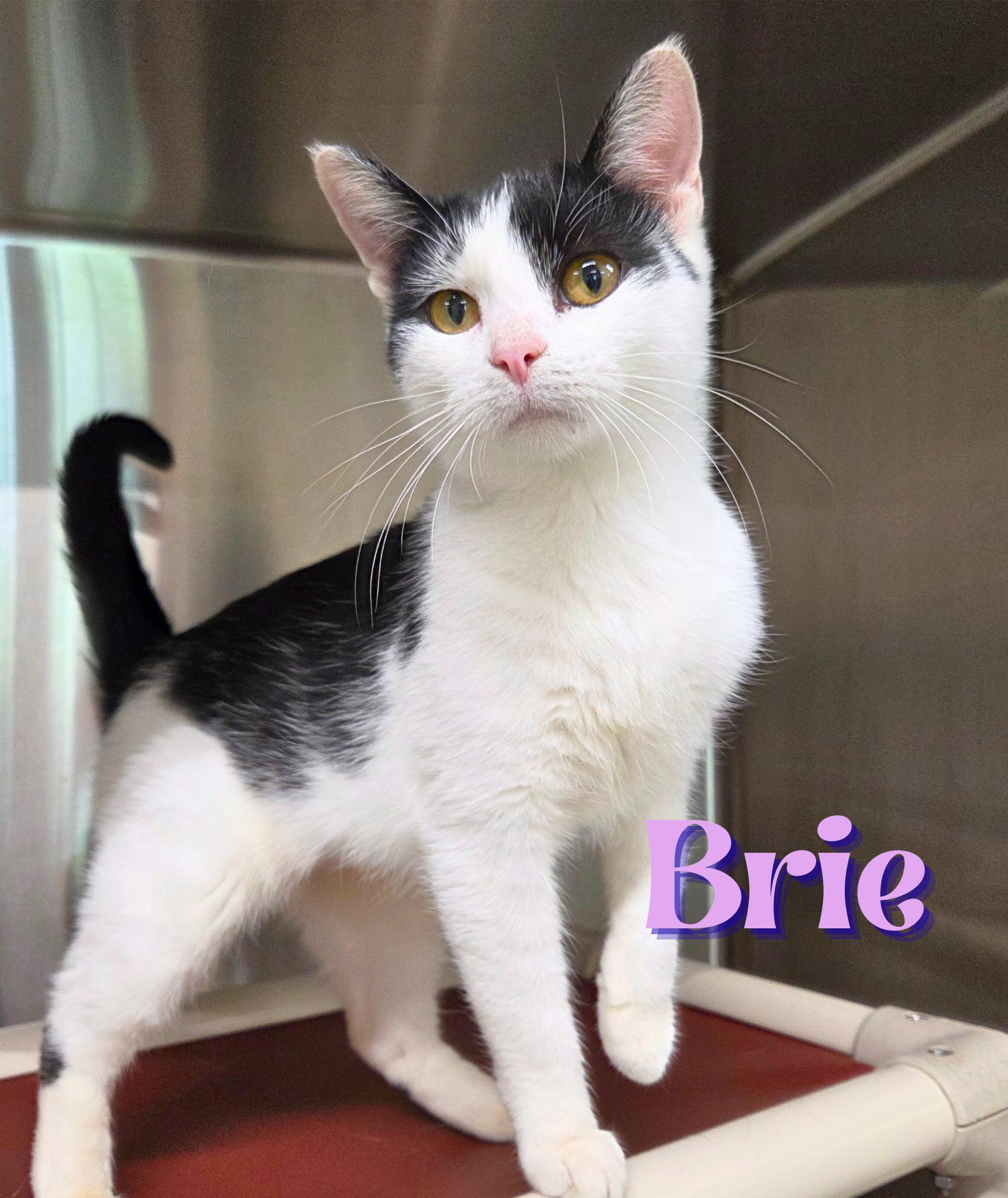 Brie, Adoptable, Young Female Domestic Short Hair.