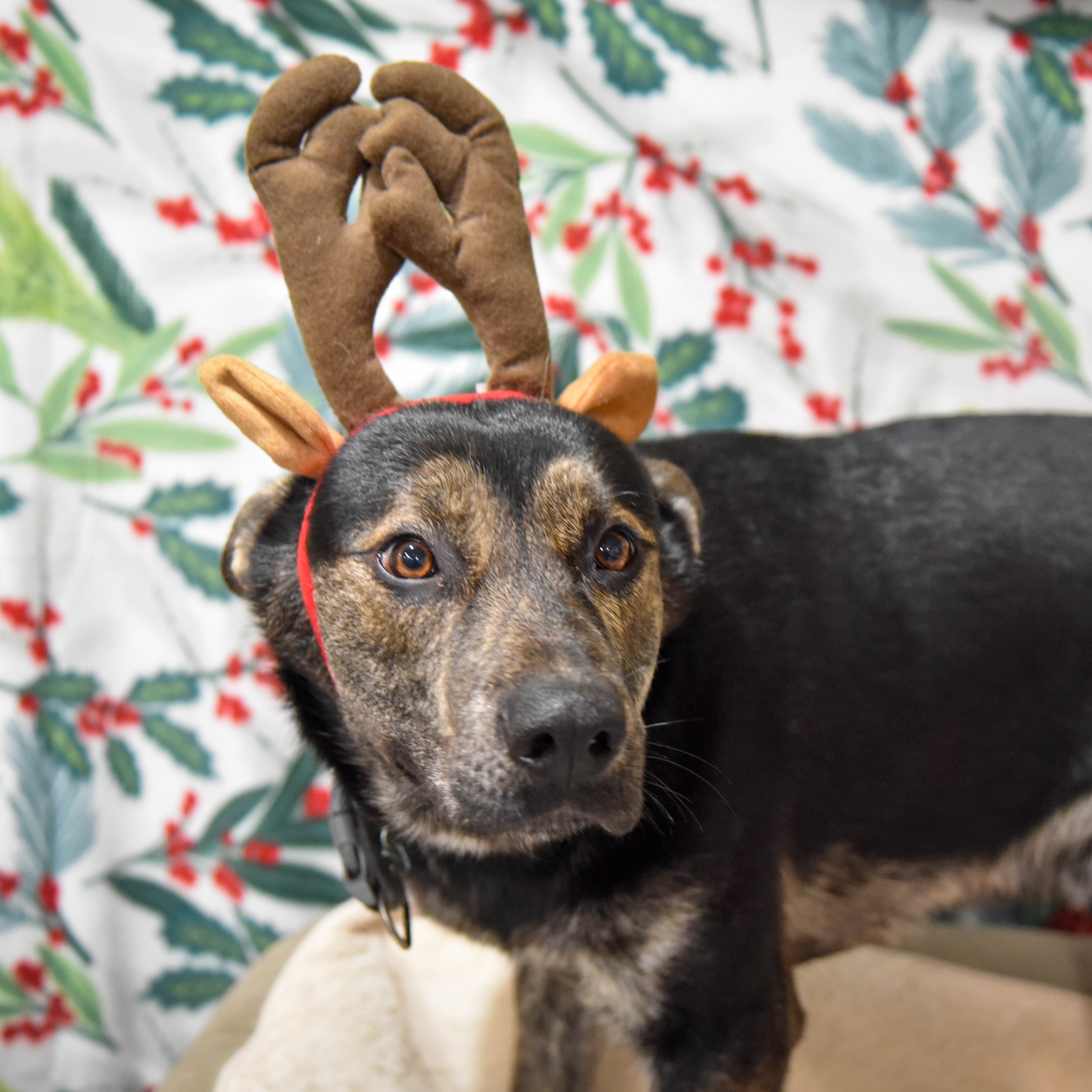 Enlarge Ray, a Adoptable mixed breed in Petaluma, CA image 1/3