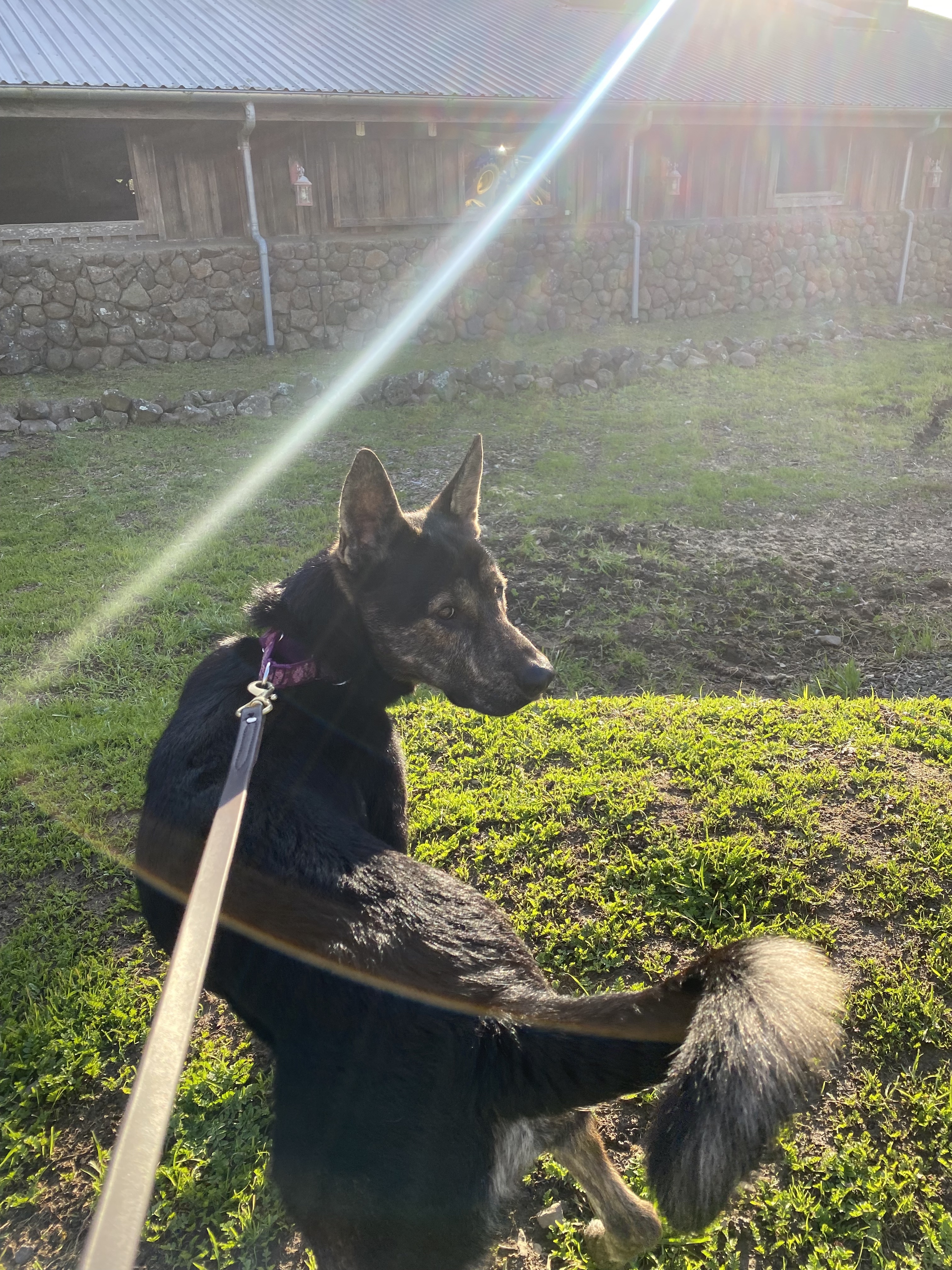 Enlarge Ray, a Adoptable mixed breed in Petaluma, CA image 2/3