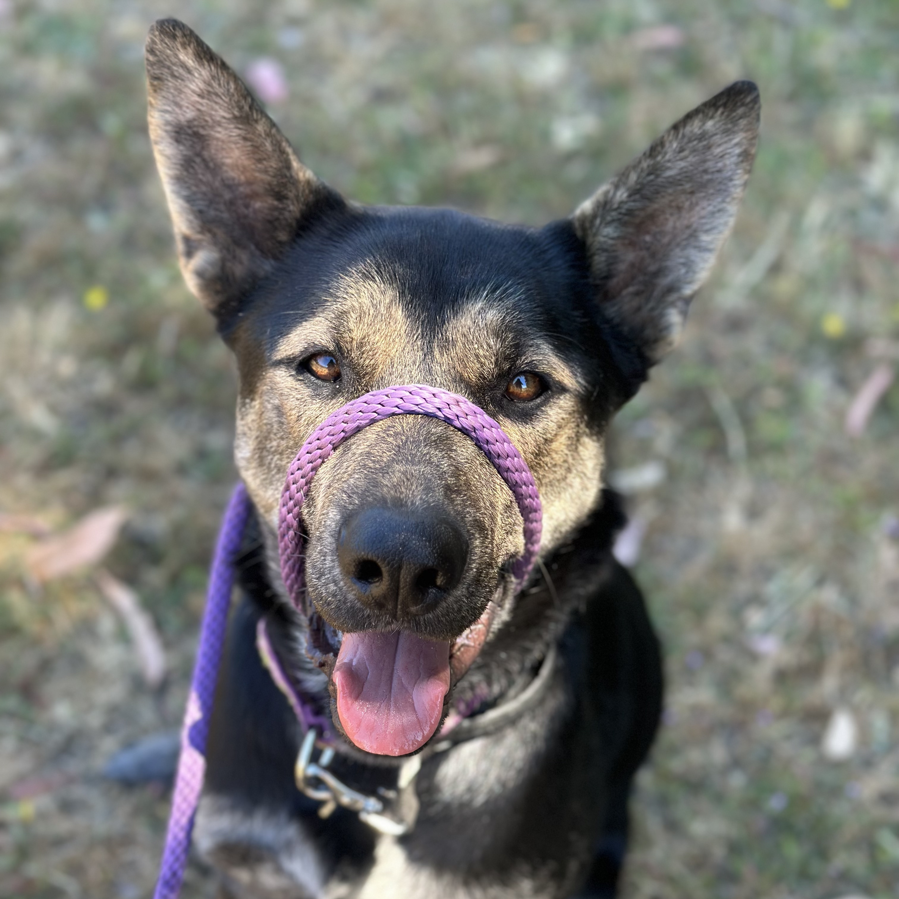 Enlarge Ray, a Adoptable mixed breed in Petaluma, CA image 3/3