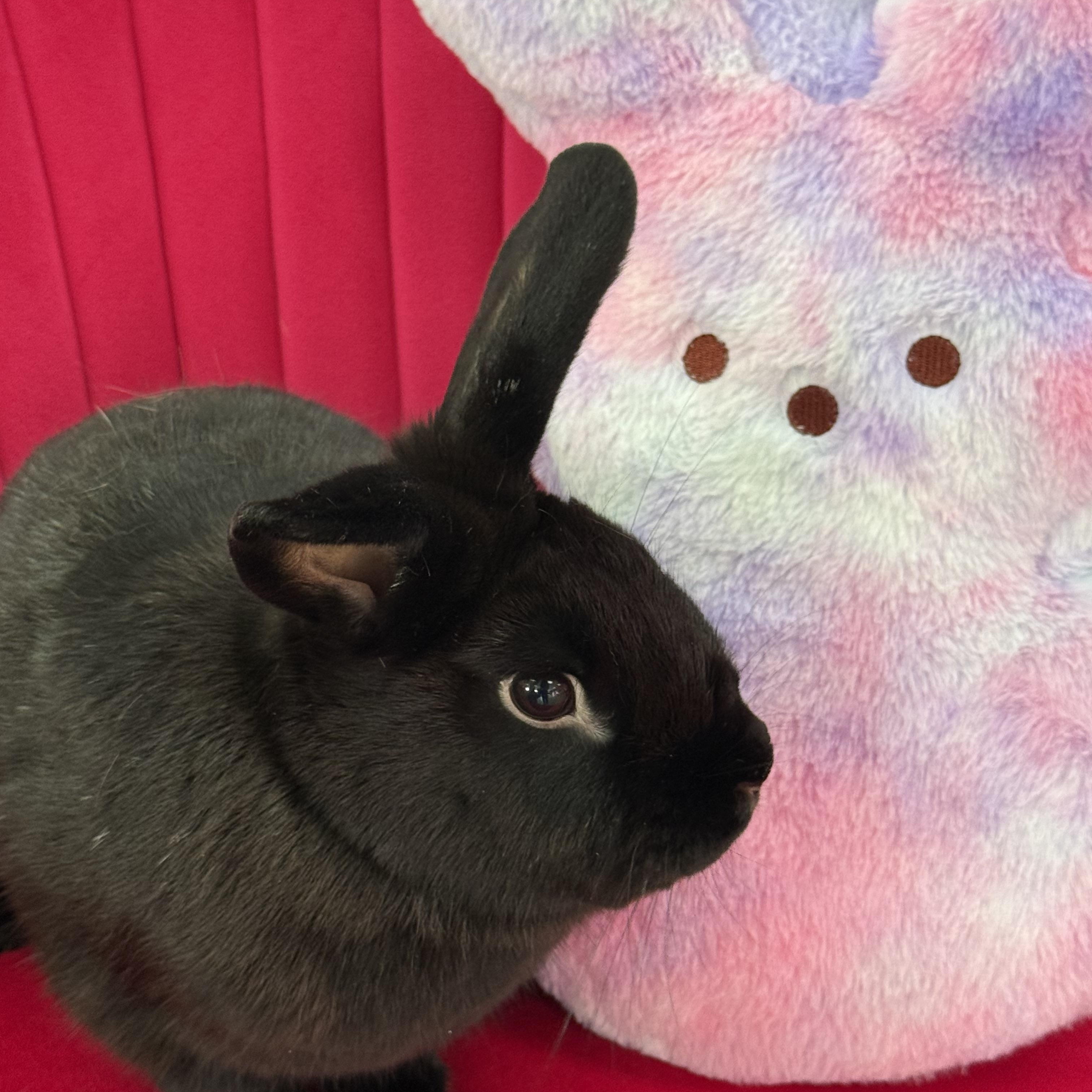 Enlarge Ukulele, a ADOPTABLE New Zealand in St. Charles, MO image 3/5