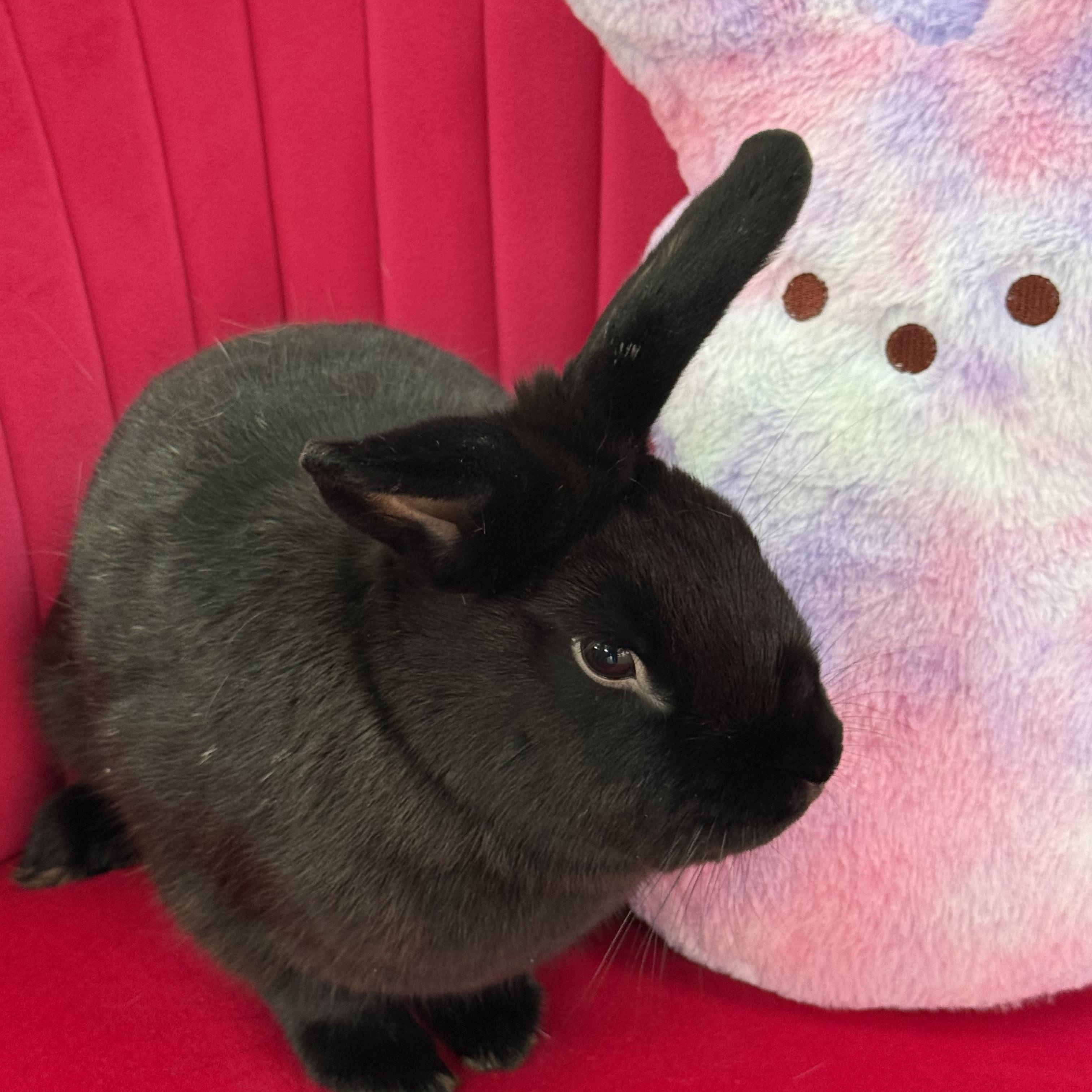 Enlarge Ukulele, a ADOPTABLE New Zealand in St. Charles, MO image 4/5