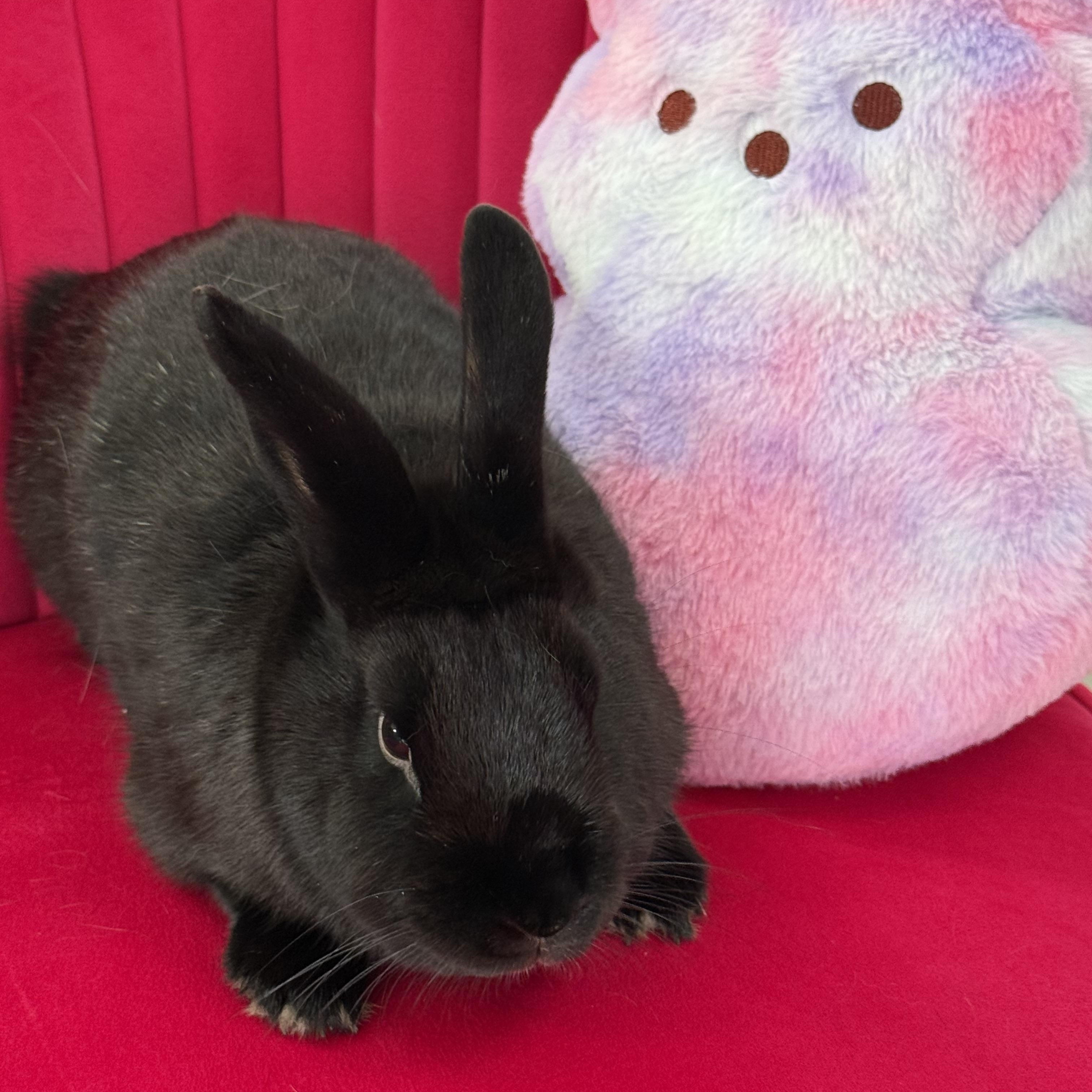Enlarge Ukulele, a ADOPTABLE New Zealand in St. Charles, MO image 2/5