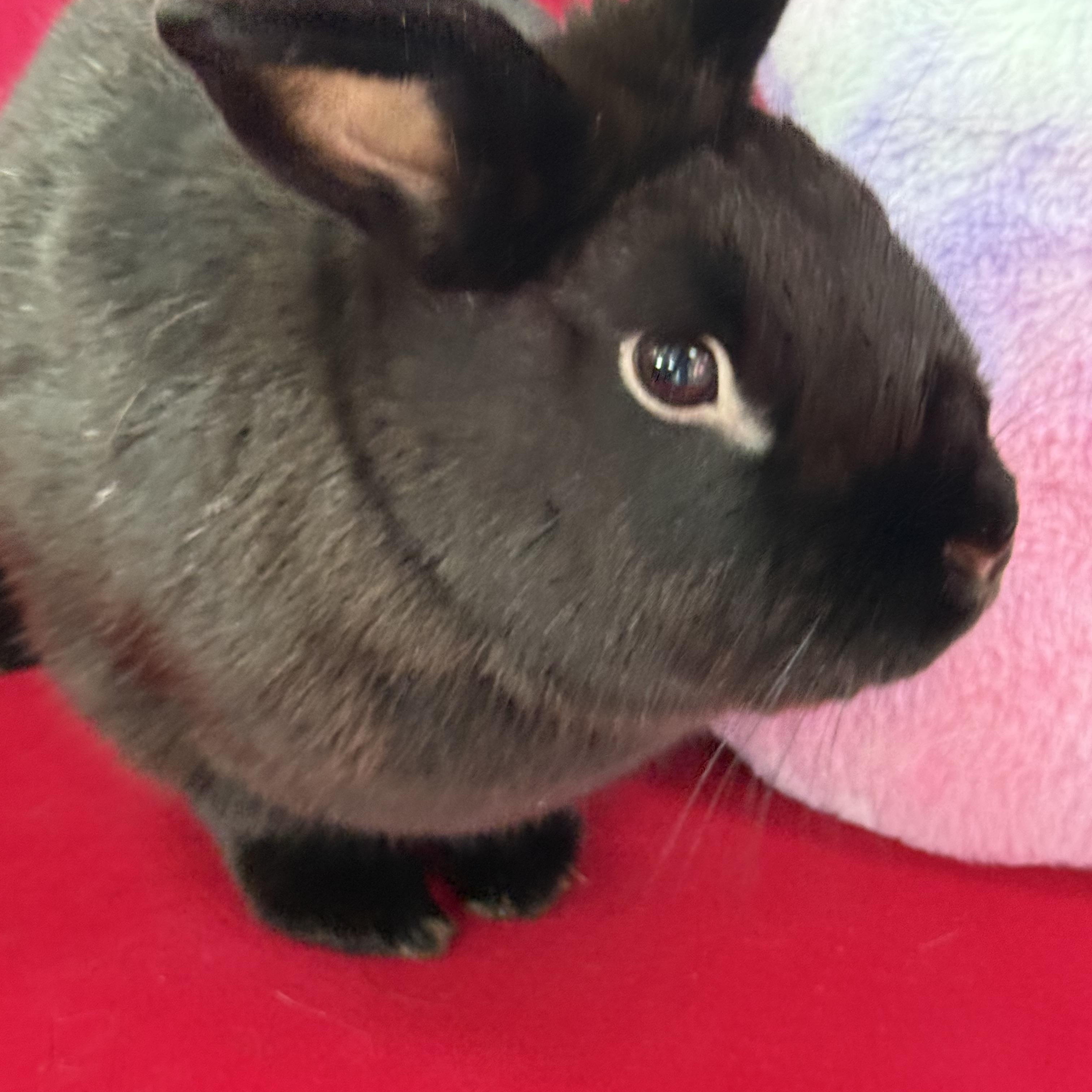 Ukulele, ADOPTABLE, Adult Male New Zealand.