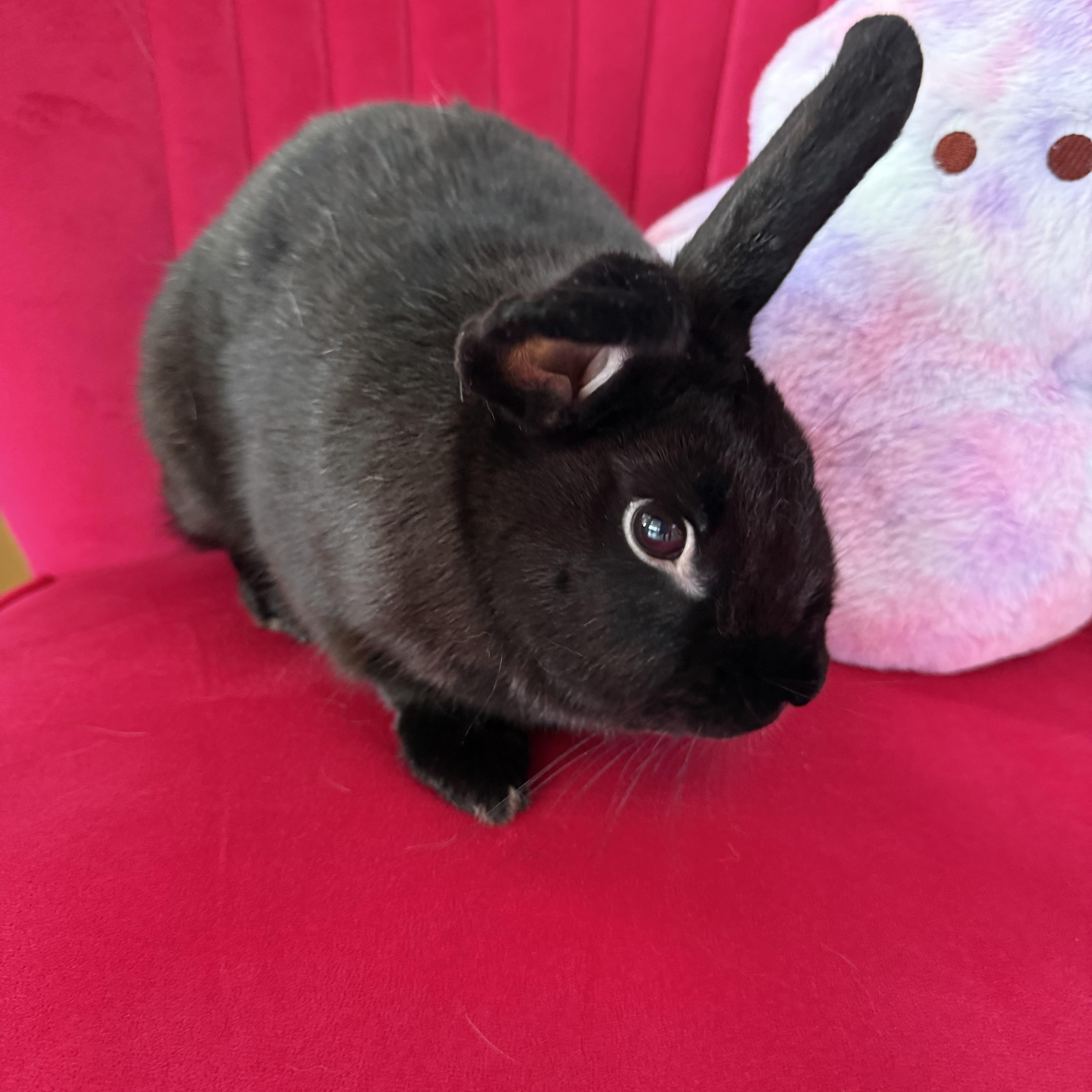 Enlarge Ukulele, a ADOPTABLE New Zealand in St. Charles, MO image 5/5