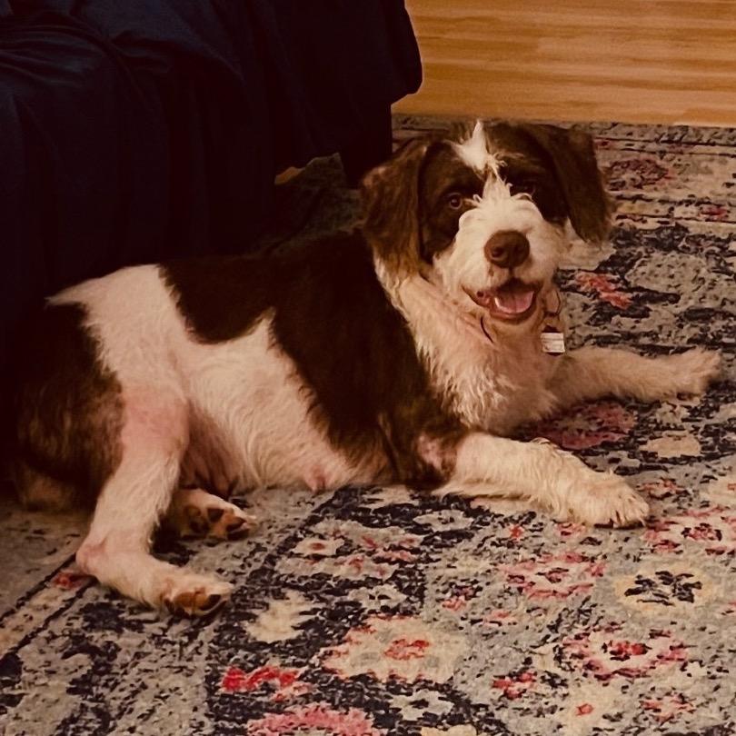 Chanel, Adoptable, Adult Female German Wirehaired Pointer & Mixed Breed.
