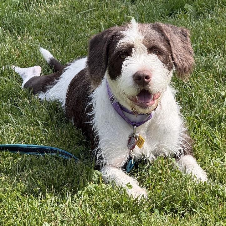 Chanel, a Adoptable mixed breed in Avon, OH image 2/5
