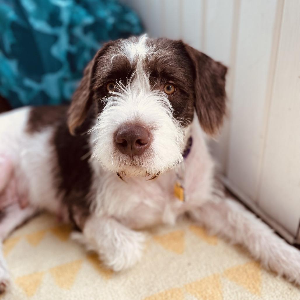 Chanel, a Adoptable mixed breed in Avon, OH image 3/5