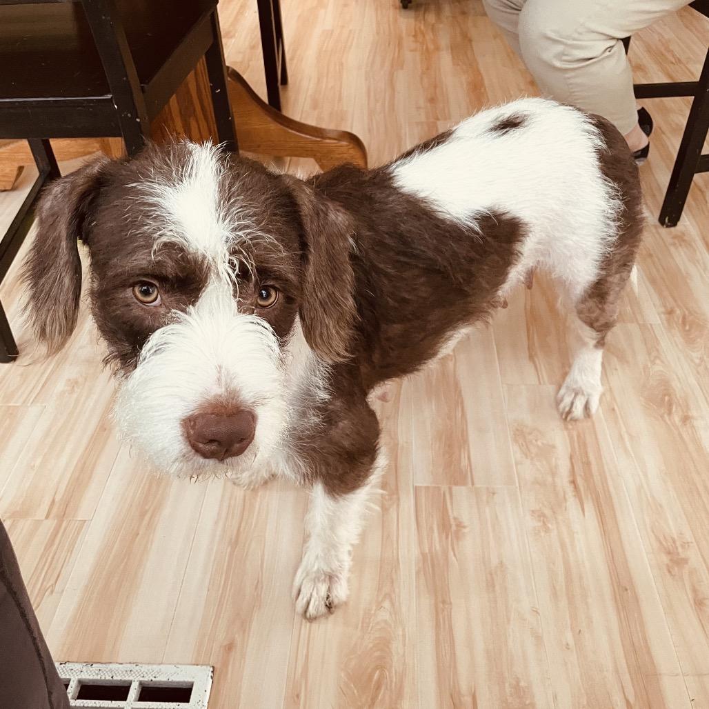 Chanel, a Adoptable mixed breed in Avon, OH image 5/5