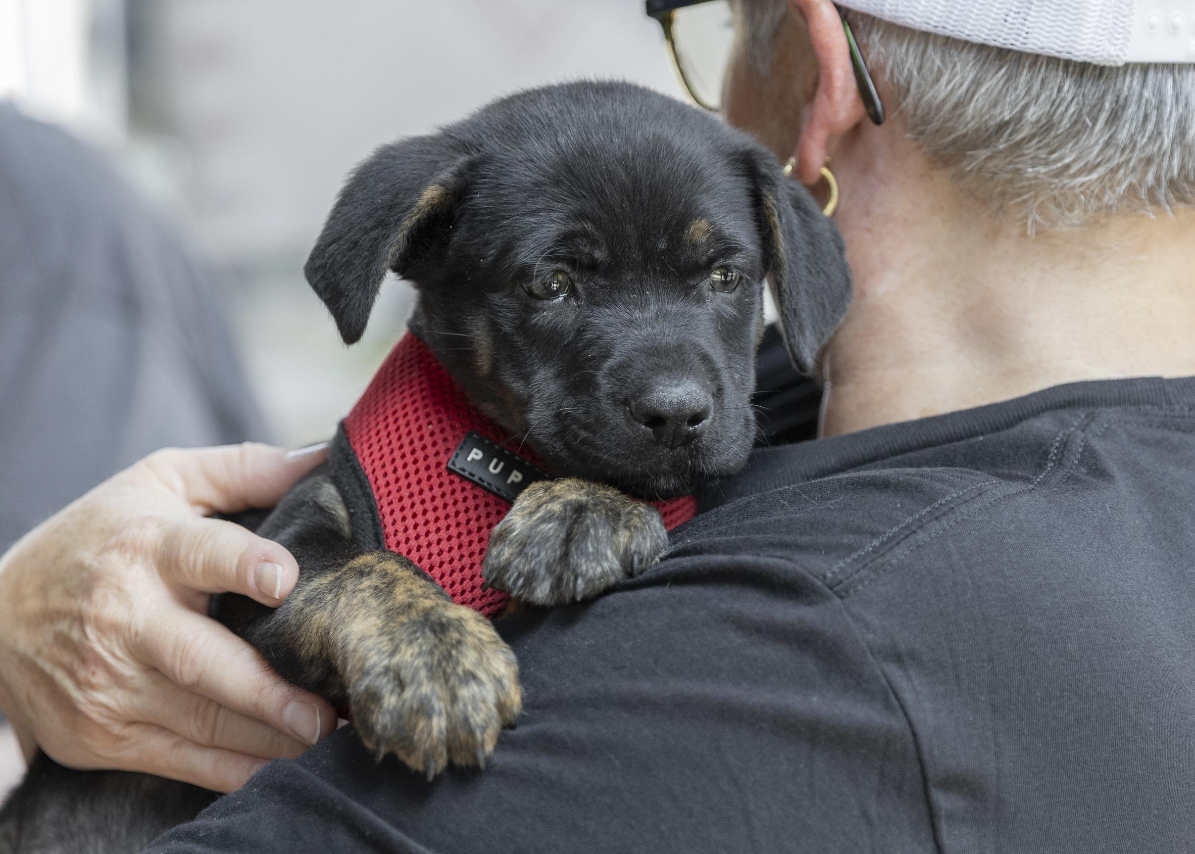 Enlarge Soloman, a ADOPTABLE mixed breed in Minneapolis, MN image 6/6