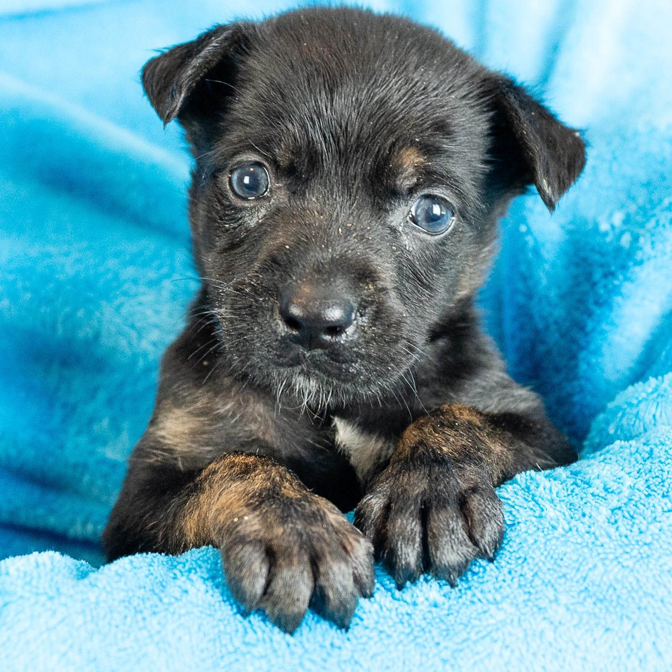 Enlarge Soloman, a ADOPTABLE mixed breed in Minneapolis, MN image 4/6