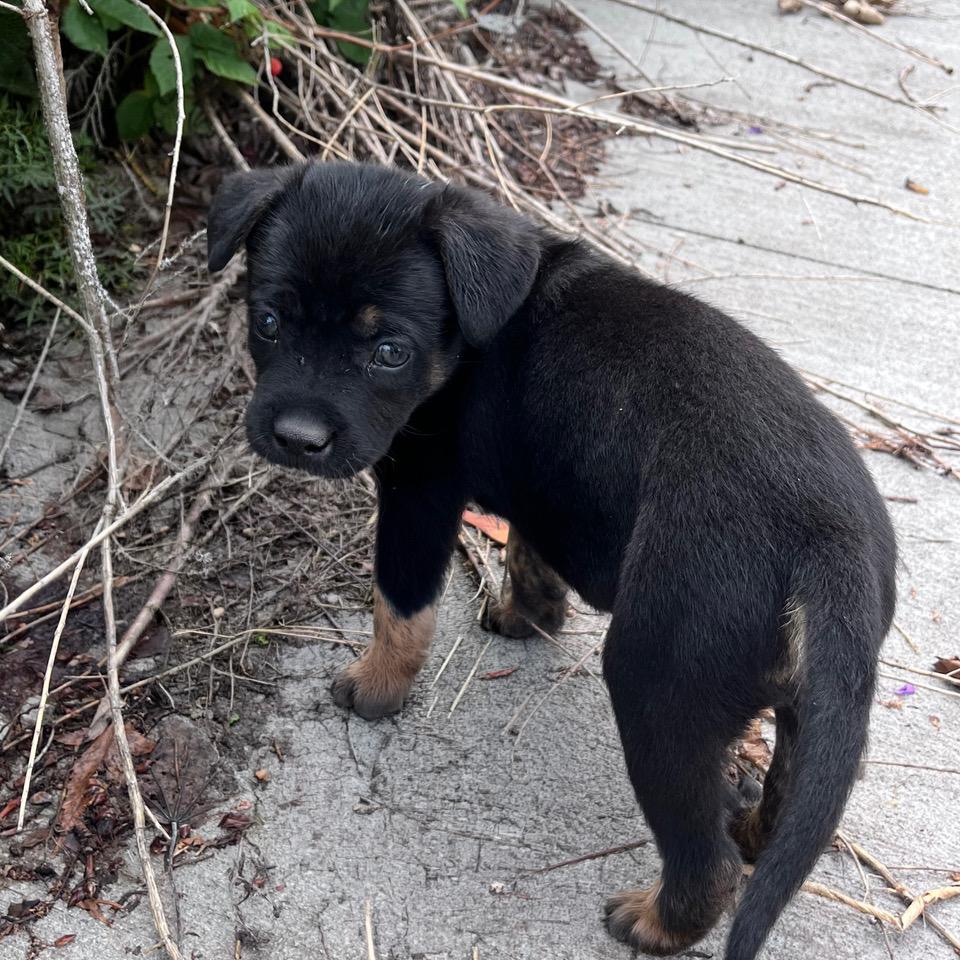 Enlarge Soloman, a ADOPTABLE mixed breed in Minneapolis, MN image 2/6