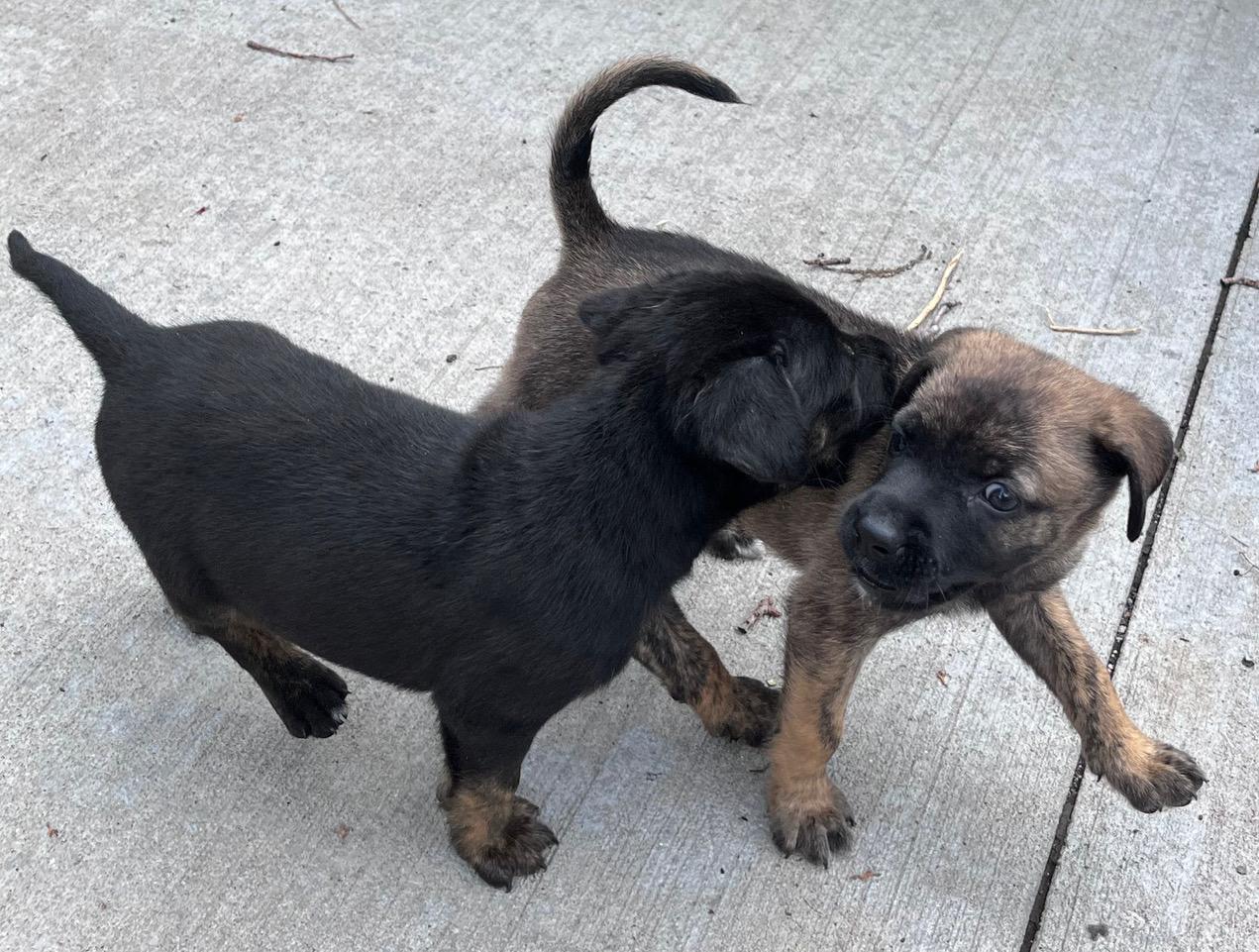 Enlarge Soloman, a ADOPTABLE mixed breed in Minneapolis, MN image 5/6