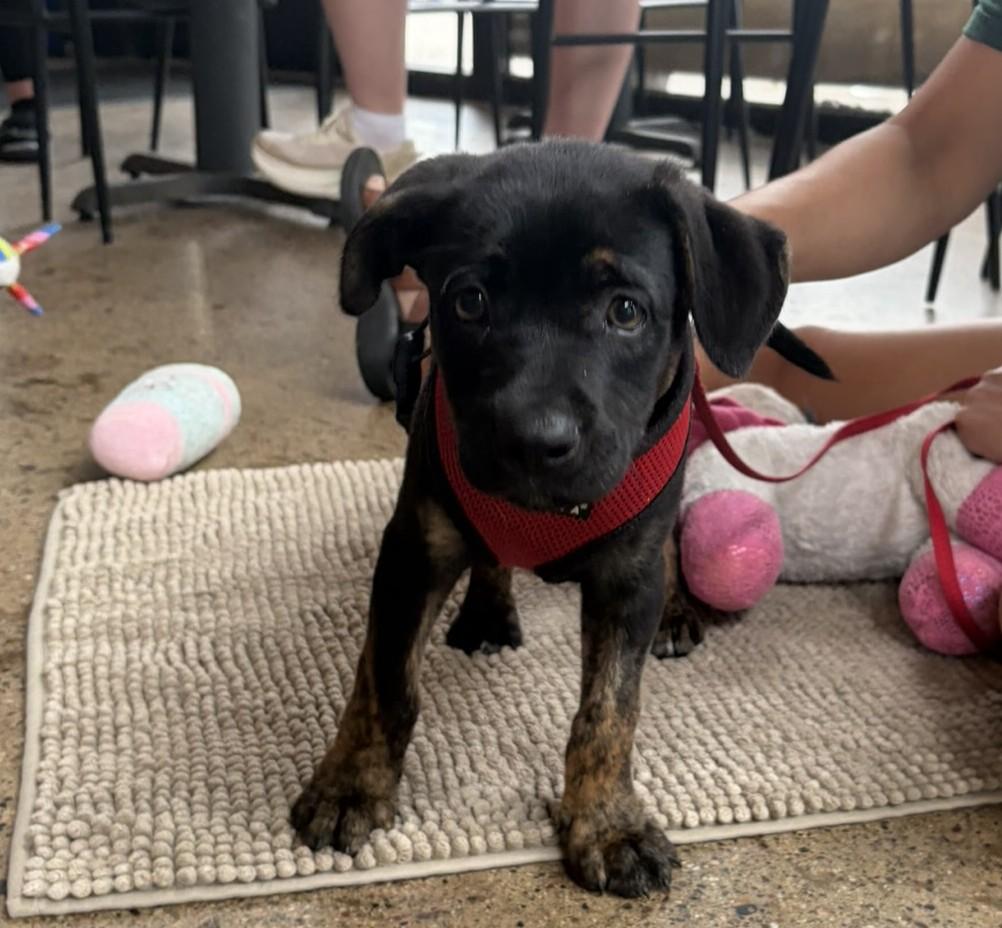 Soloman, ADOPTABLE, Puppy Male Shepherd.