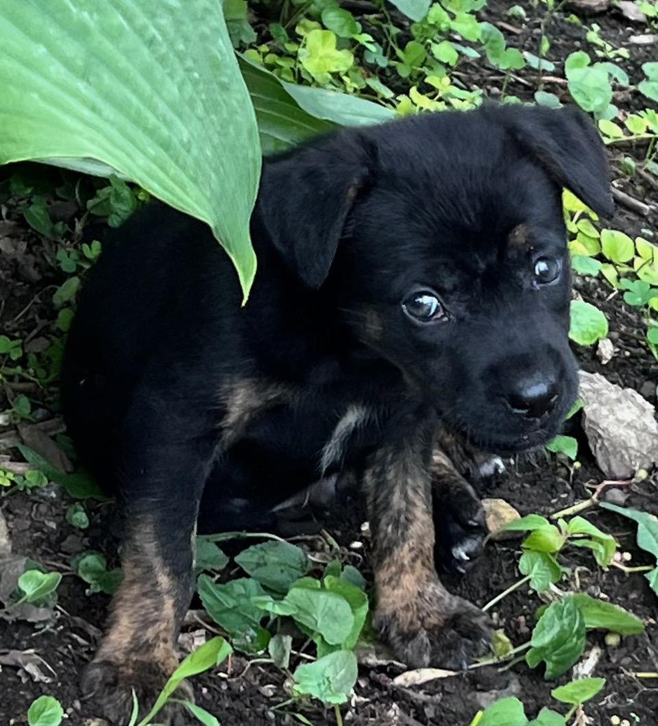 Enlarge Soloman, a ADOPTABLE mixed breed in Minneapolis, MN image 3/6