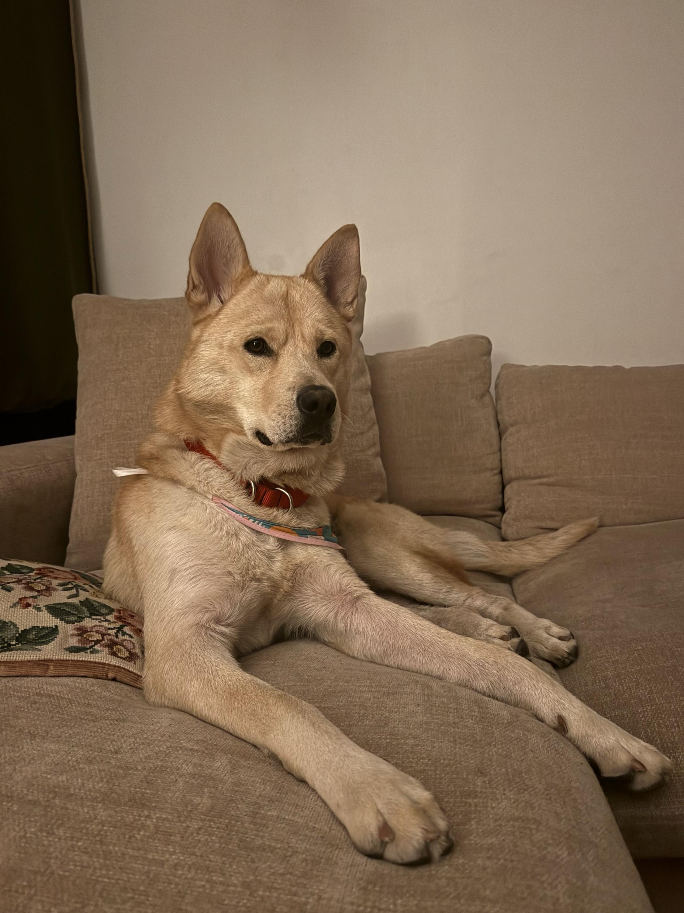 Leonardo DiCaprio, a Adoptable mixed breed in West Hollywood, CA image 2/4