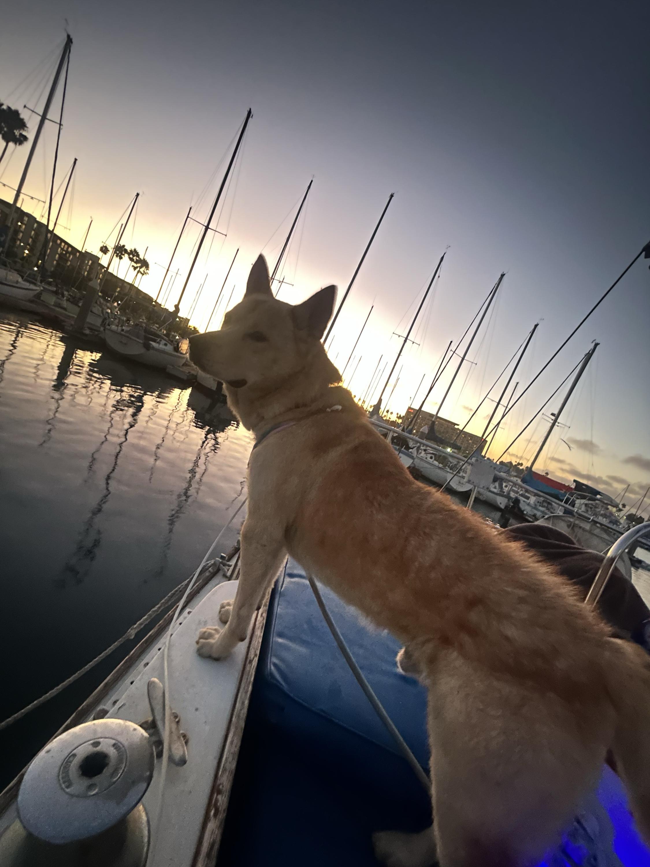 Leonardo DiCaprio, a Adoptable mixed breed in West Hollywood, CA image 3/4