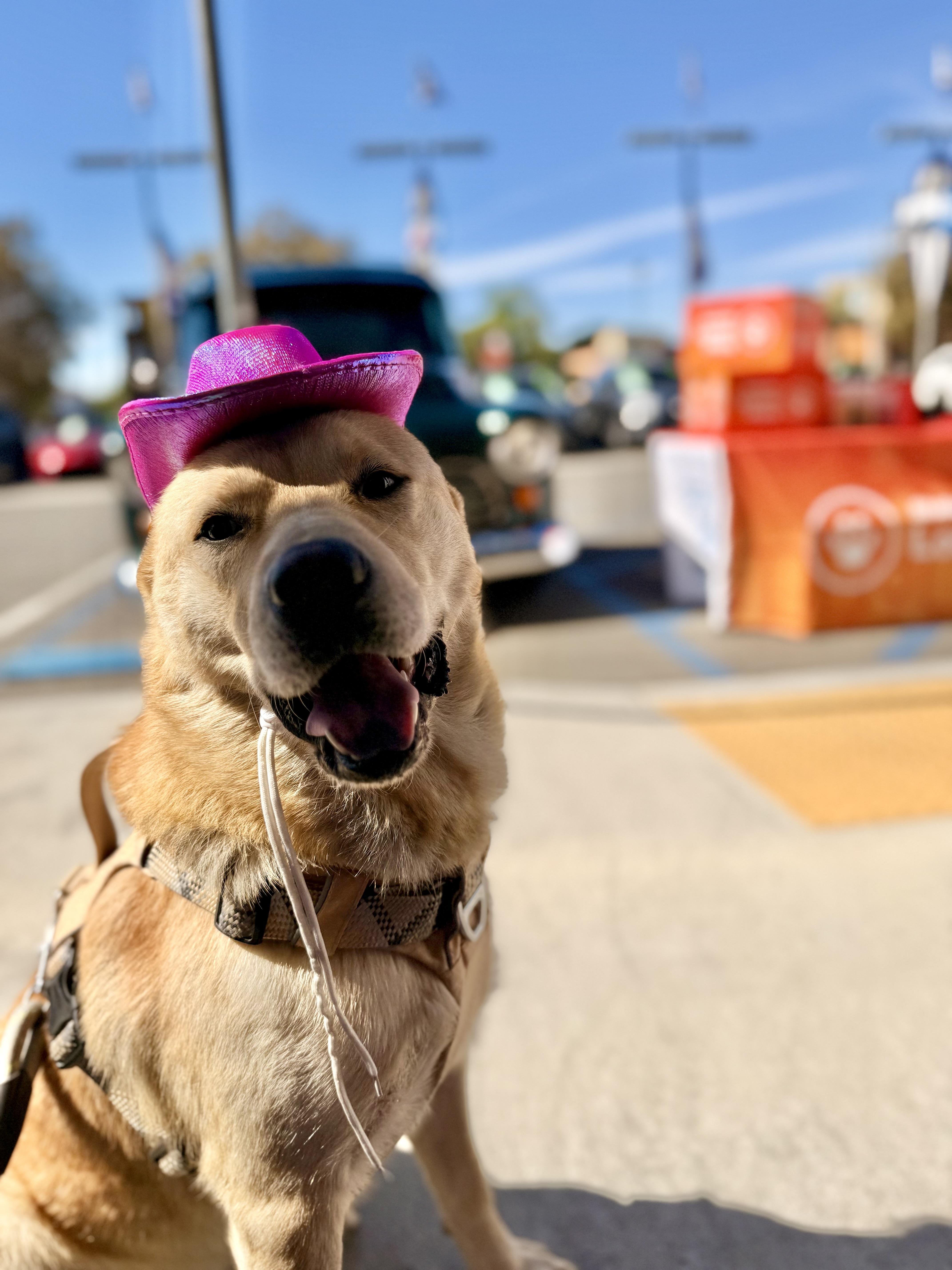 Leonardo DiCaprio, Adoptable, Adult Male Chow Chow & Husky.