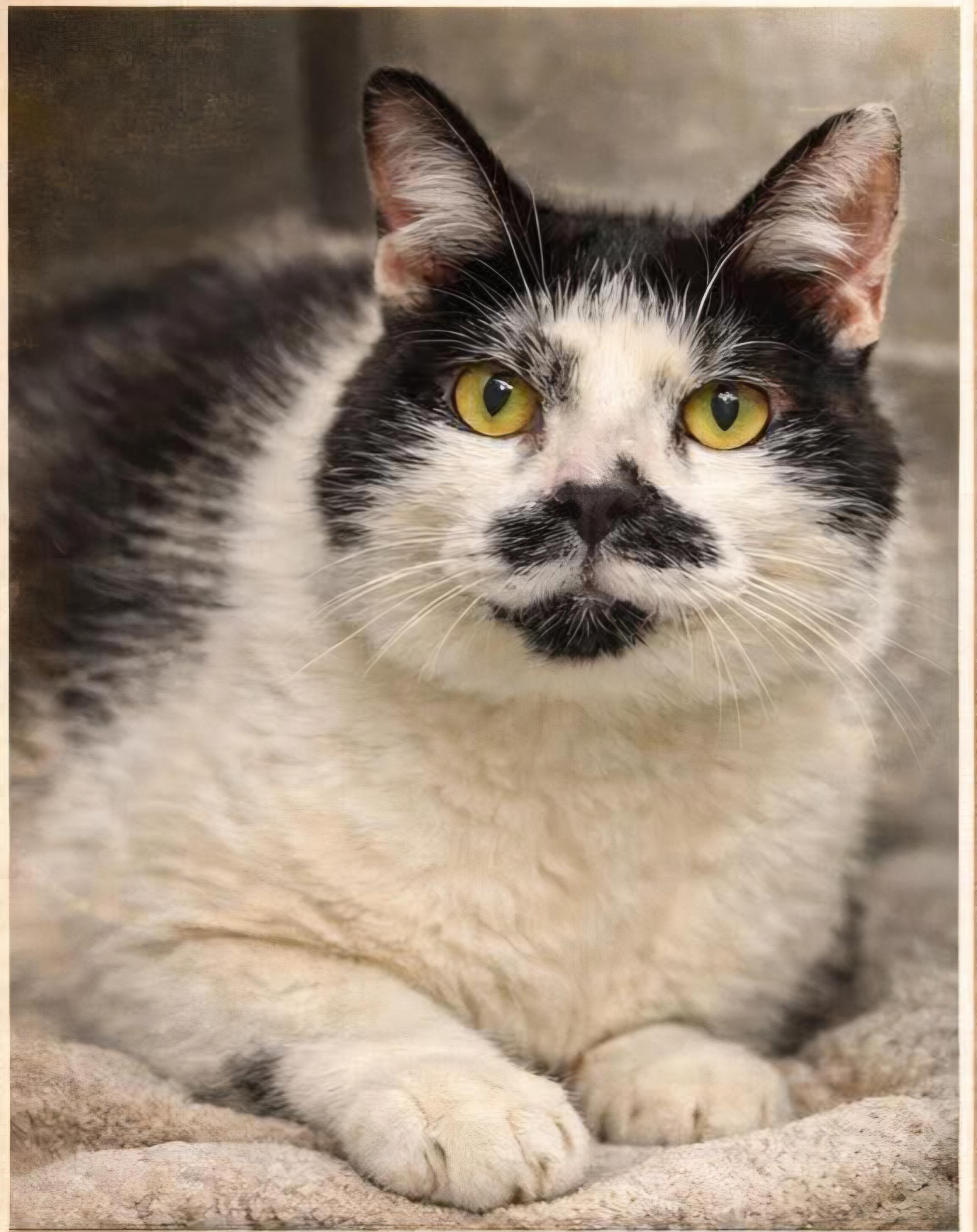 Enlarge Chaplin, an adopted Domestic Short Hair in Stratford, CT image 1/1