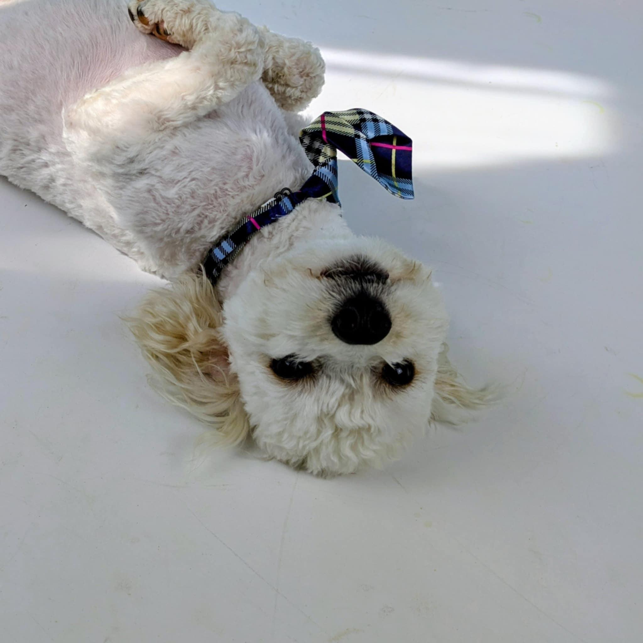 Enlarge Mello, an adopted mixed breed in Round Rock, TX image 2/6