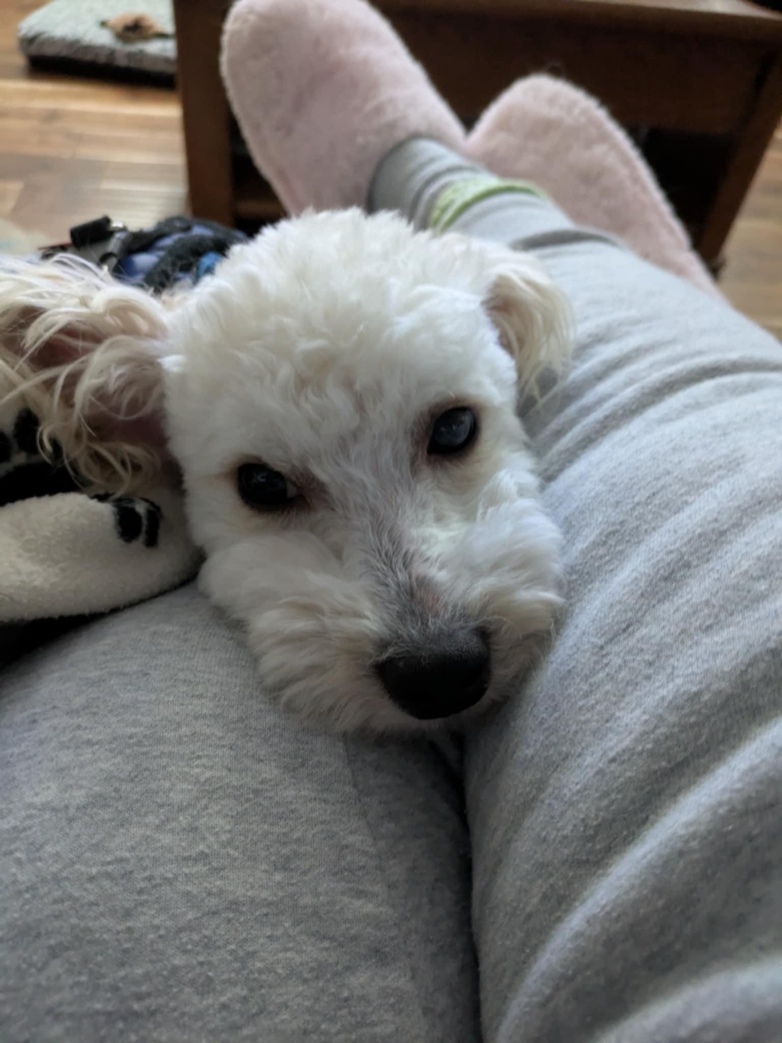 Enlarge Mello, an adopted mixed breed in Round Rock, TX image 6/6