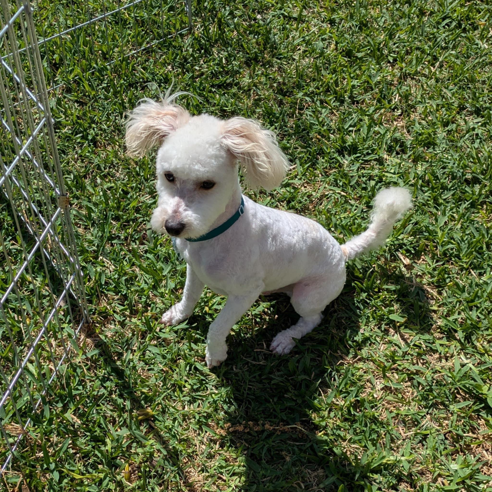 Enlarge Mello, an adopted mixed breed in Round Rock, TX image 5/6
