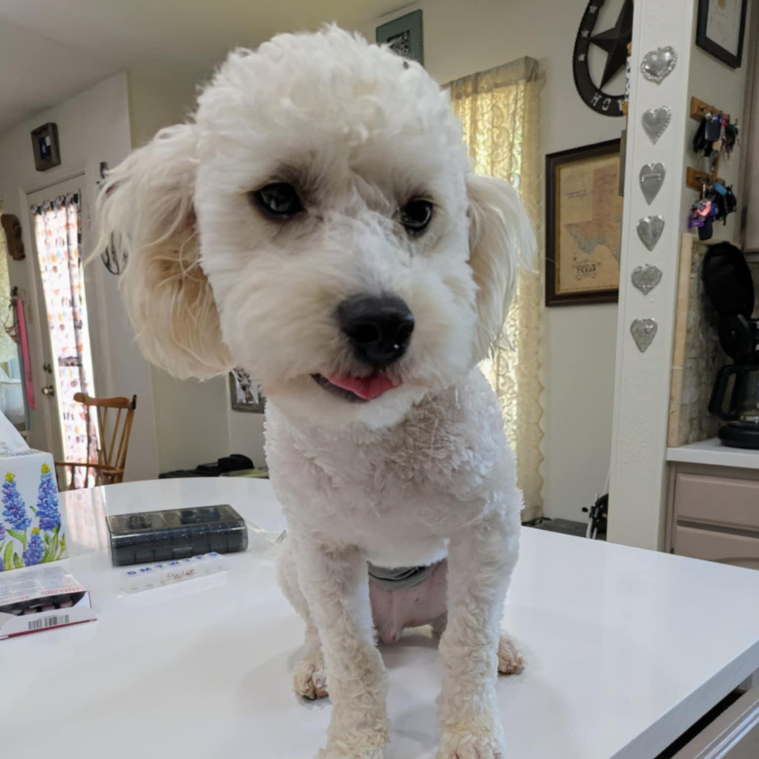 Mello, adopted, Young Male Yorkie Poo.